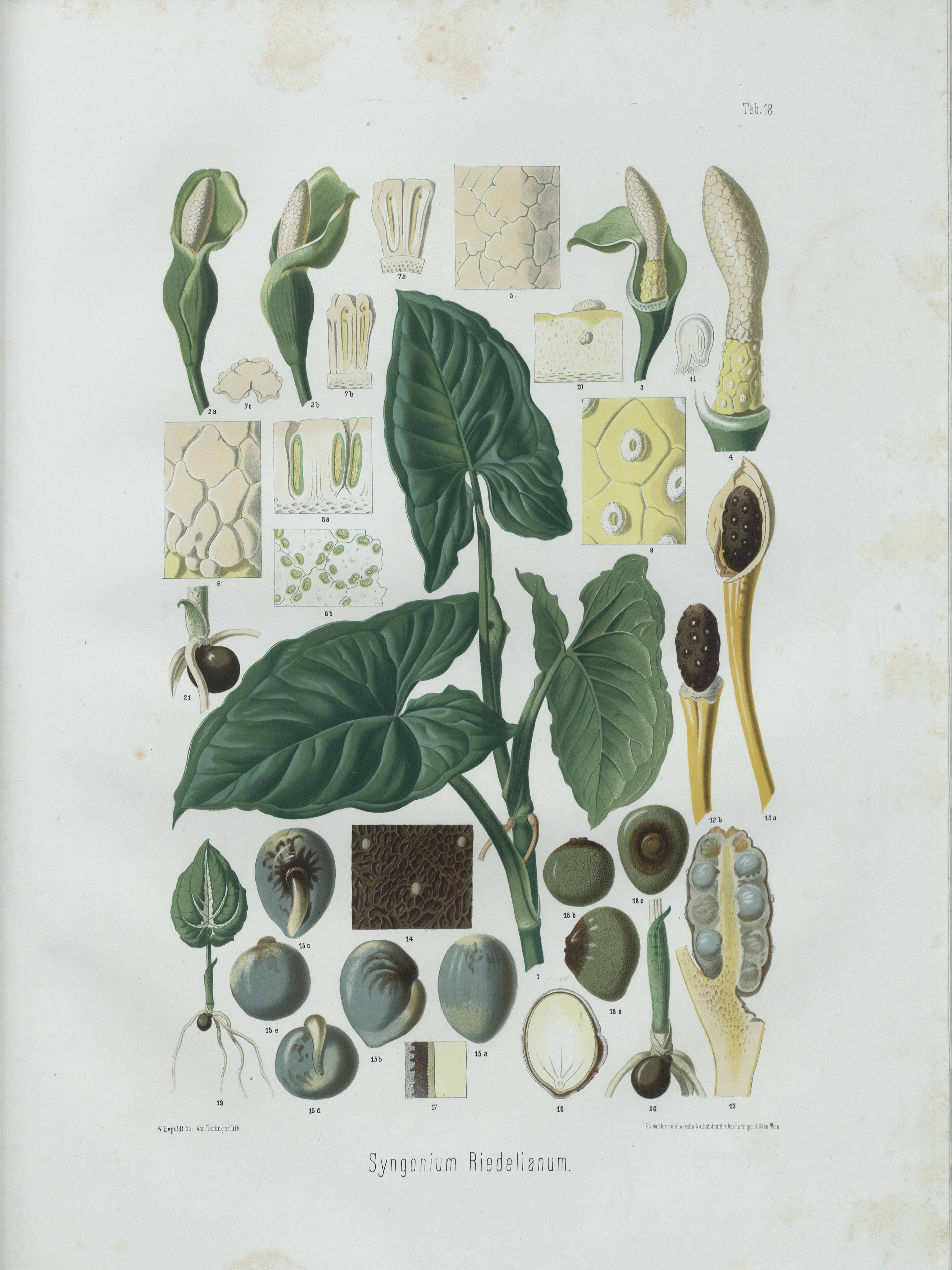 no full size  illustration available (3a)