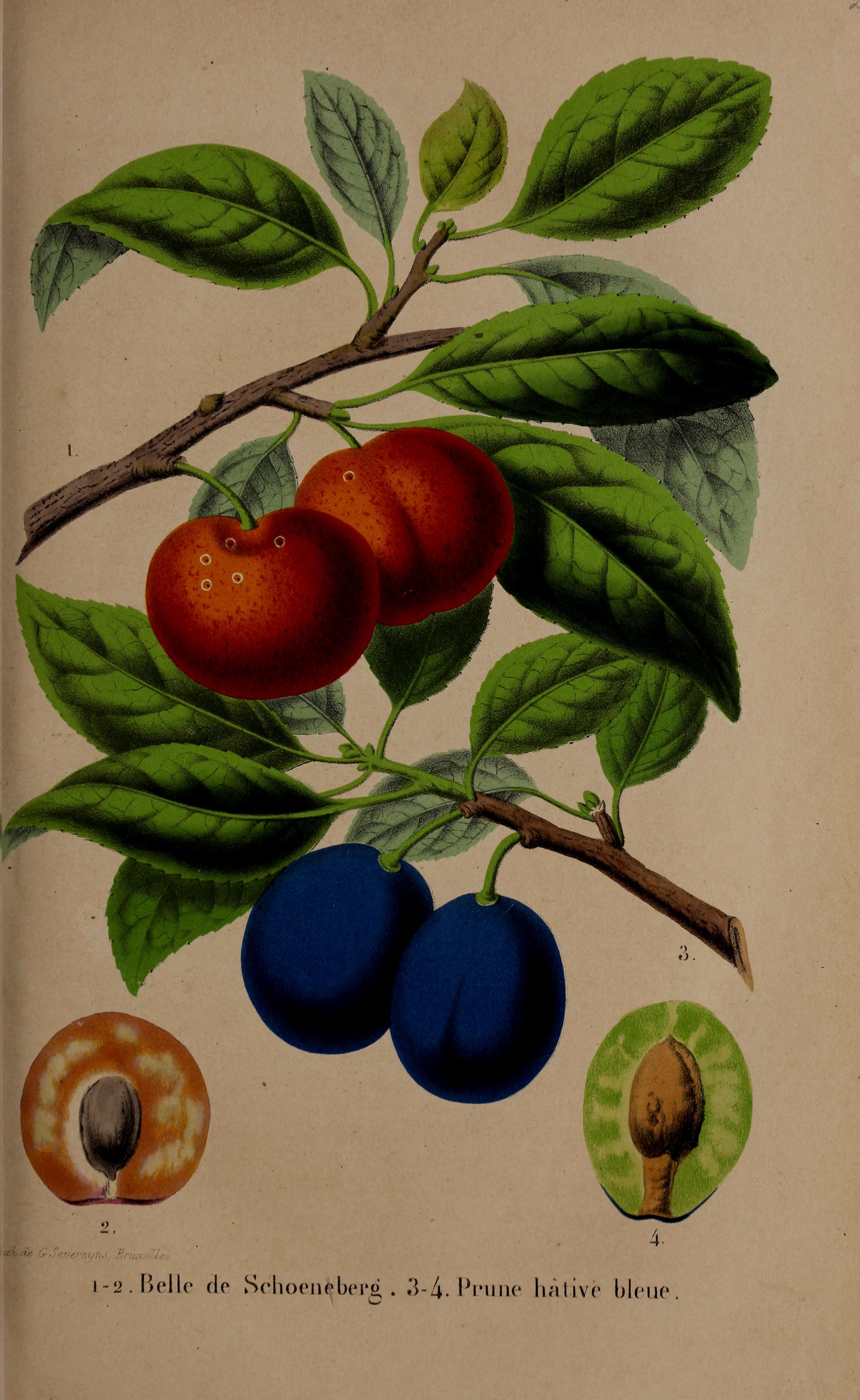 no full size  illustration available (3a)