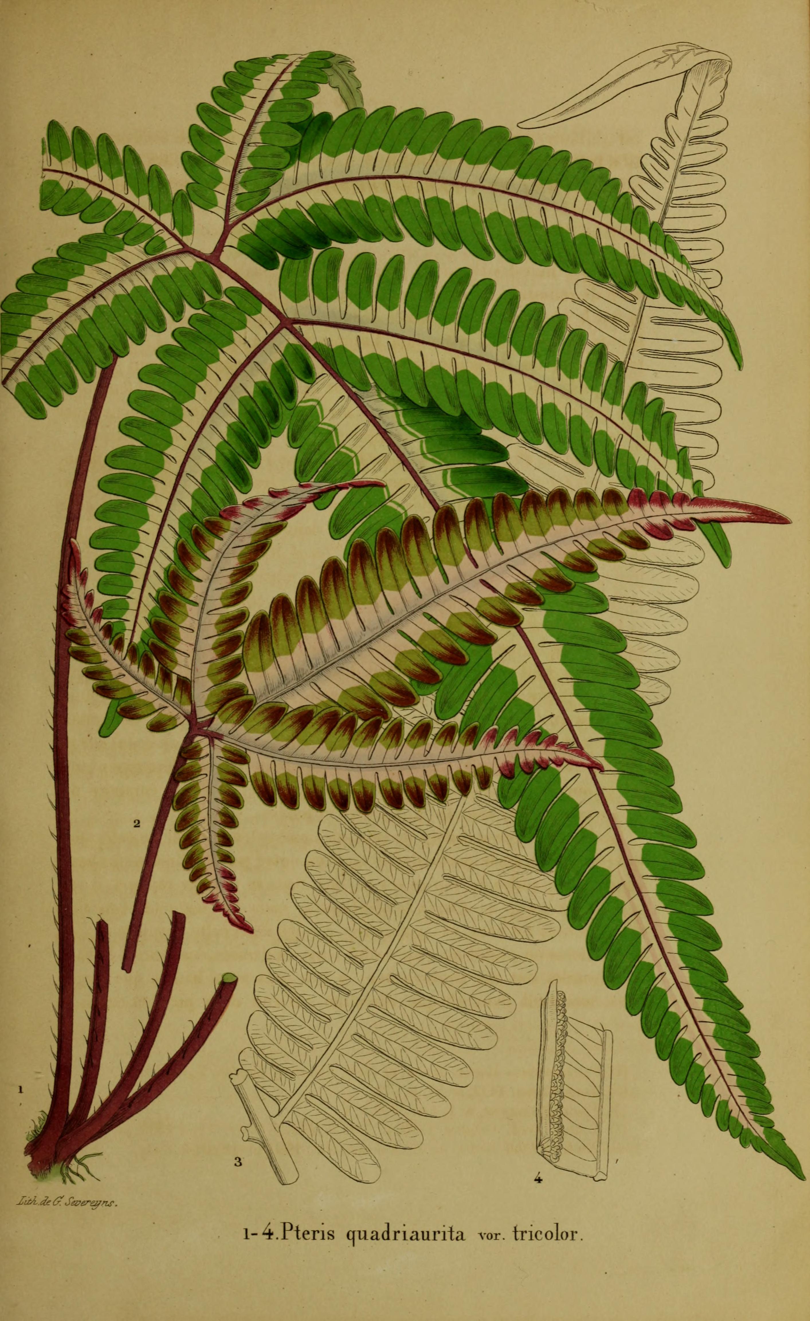 no full size  illustration available (3a)