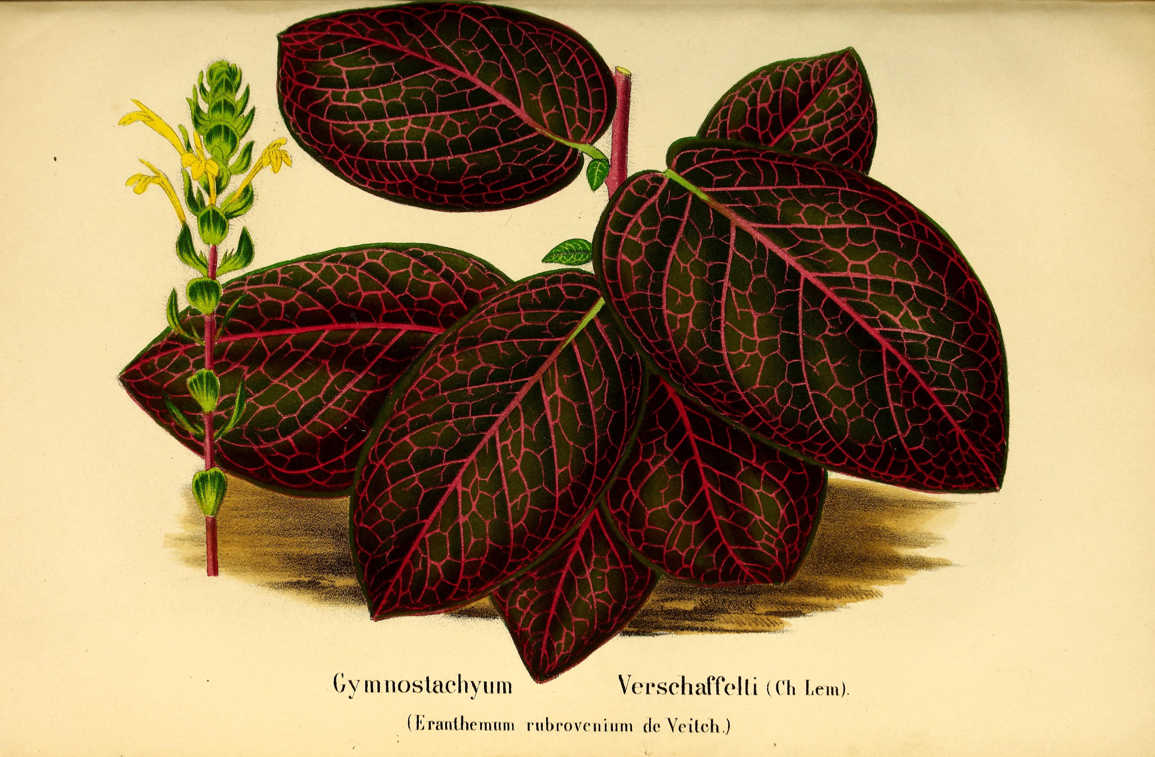 no full size  illustration available (3a)