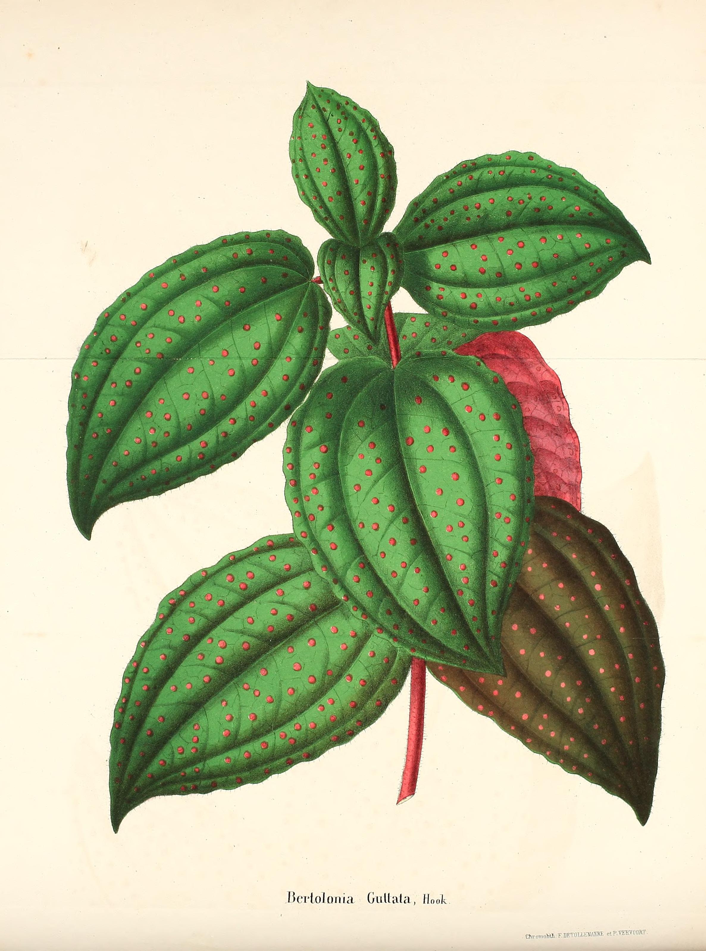 no full size  illustration available (3a)