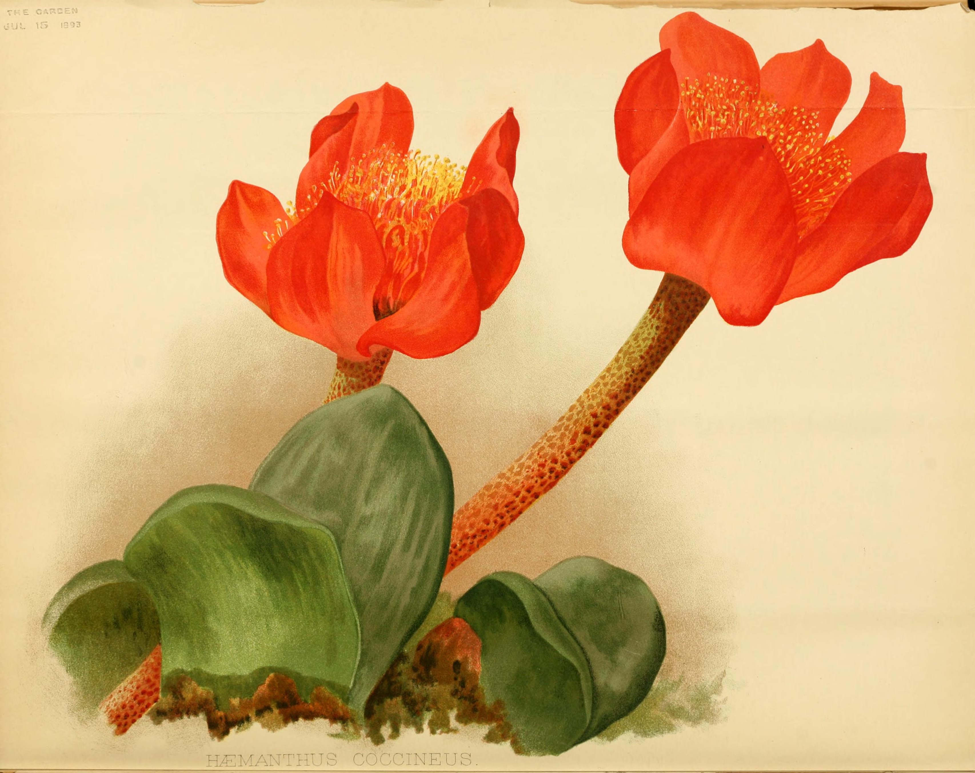 no full size  illustration available (3a)