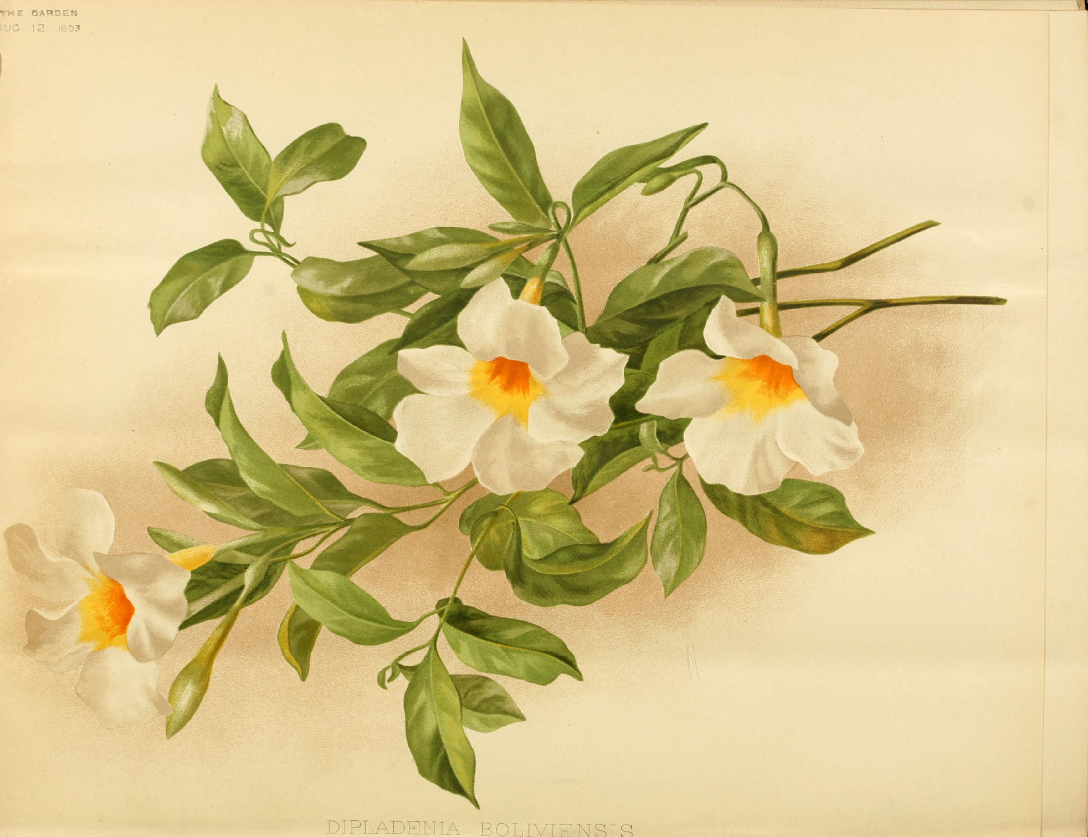 no full size  illustration available (3a)