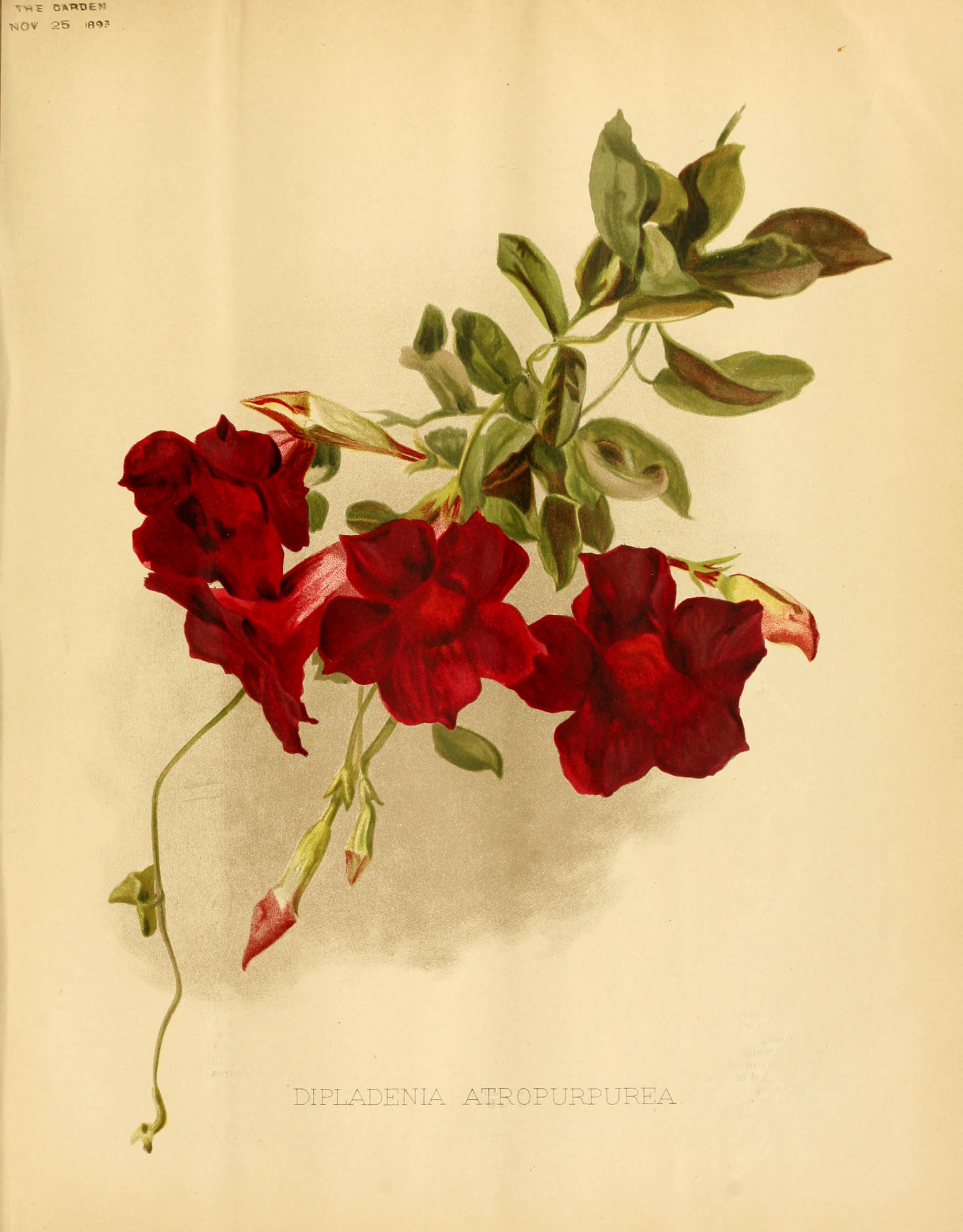 no full size  illustration available (3a)