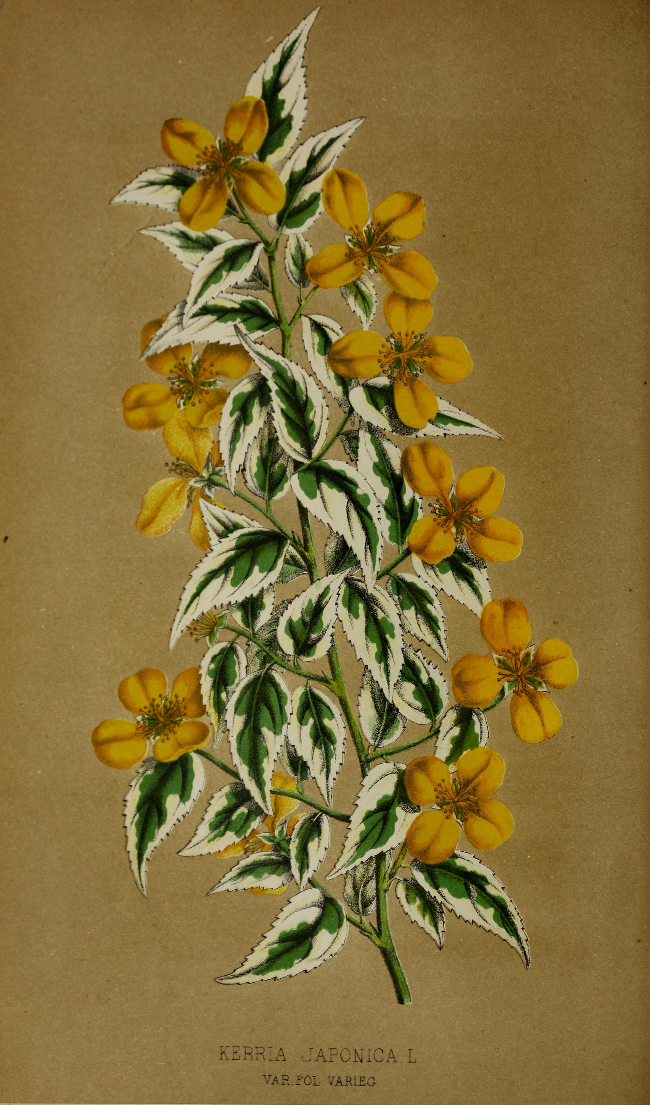 no full size  illustration available (3a)