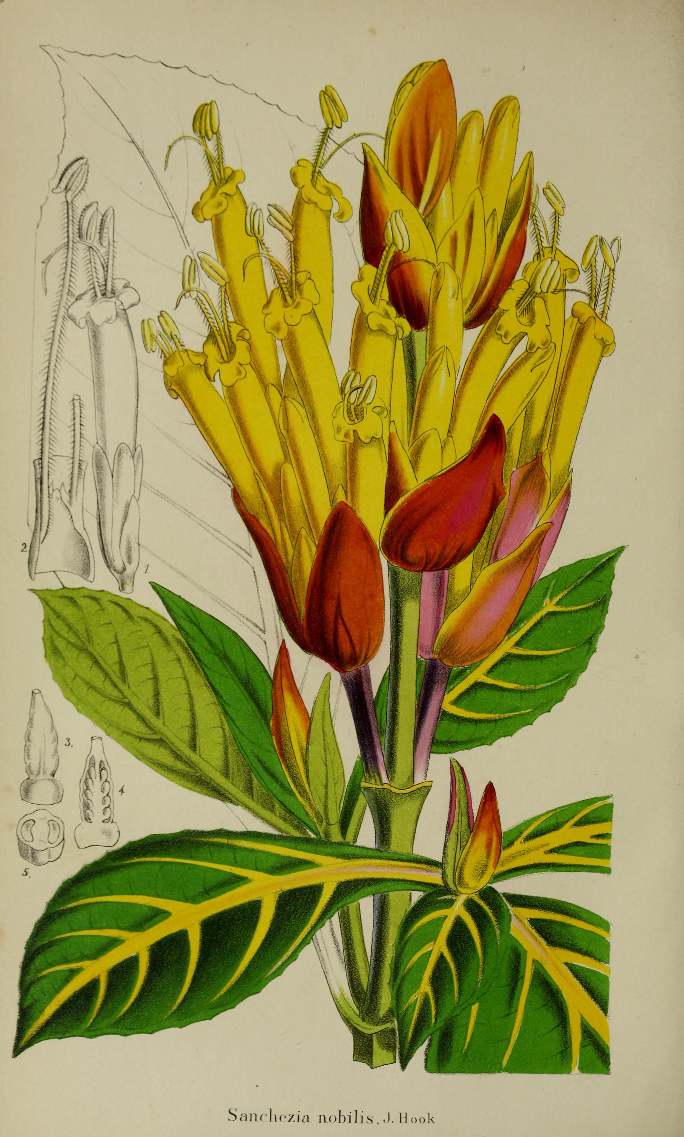 no full size  illustration available (3a)