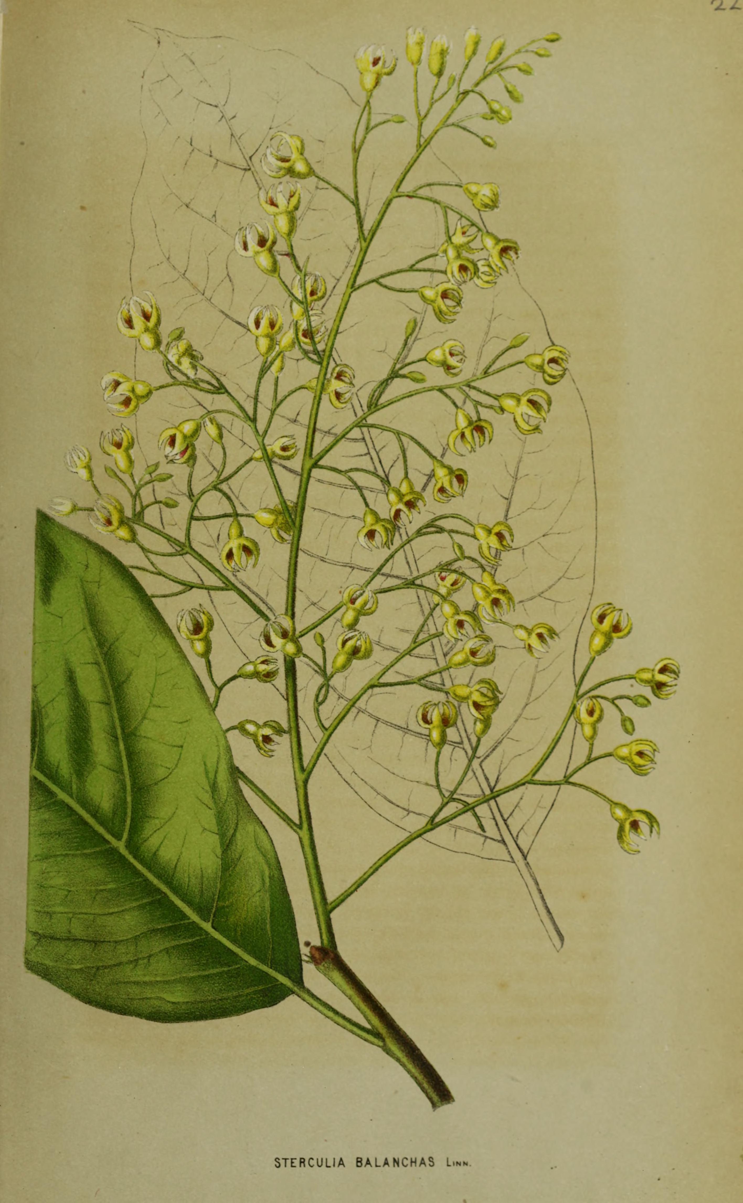 no full size  illustration available (3a)