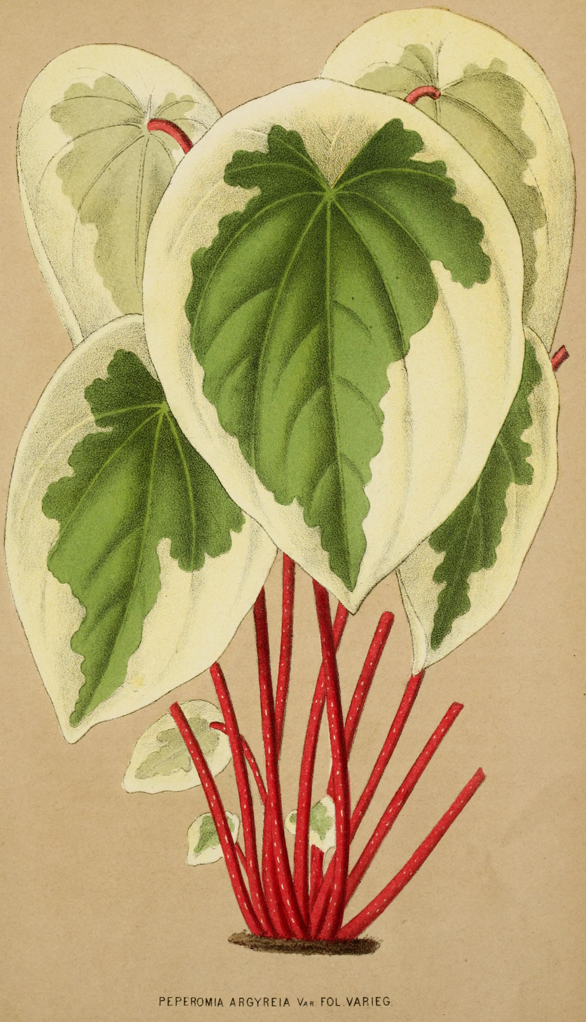 no full size  illustration available (3a)