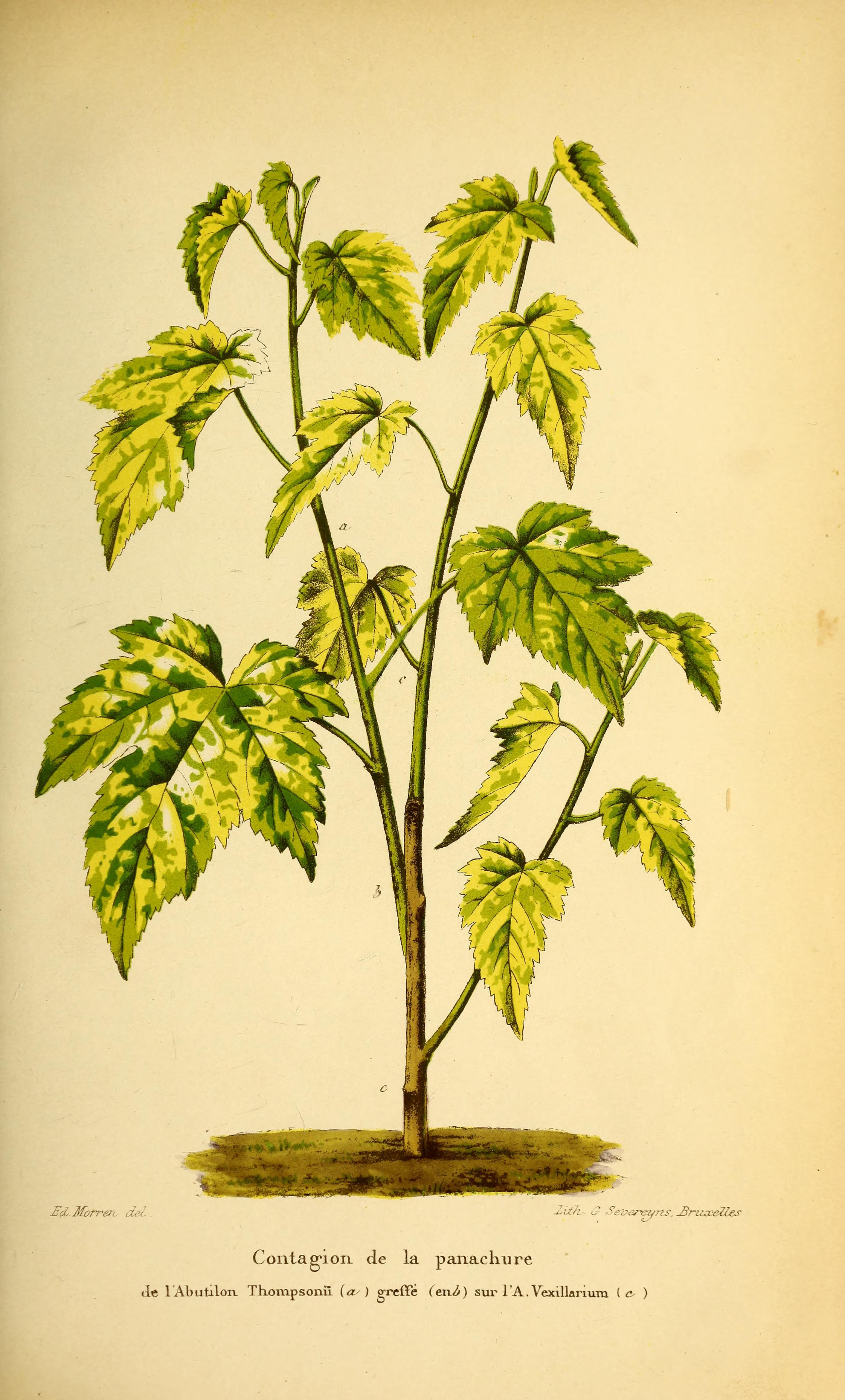 no full size  illustration available (3a)