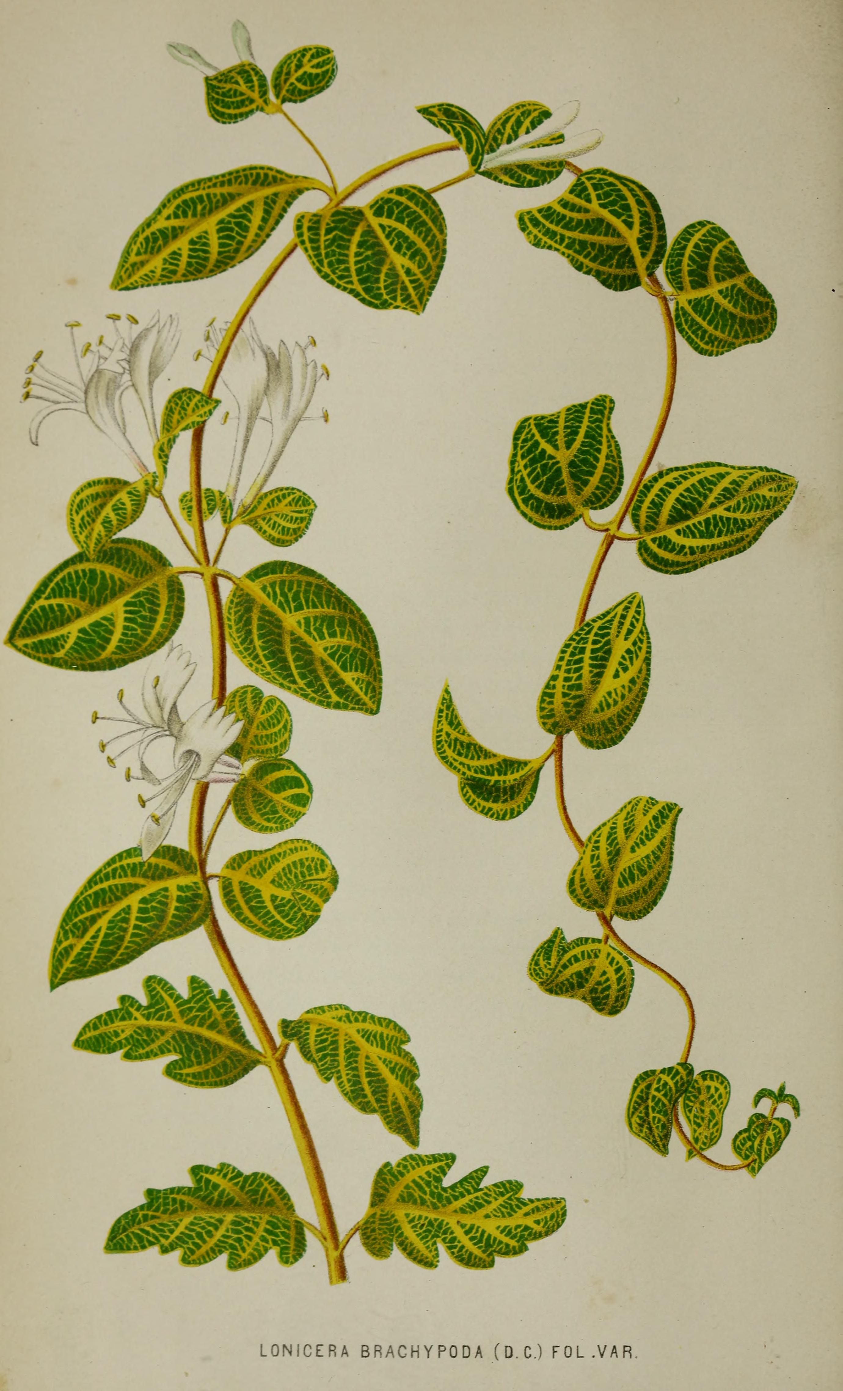 no full size  illustration available (3a)