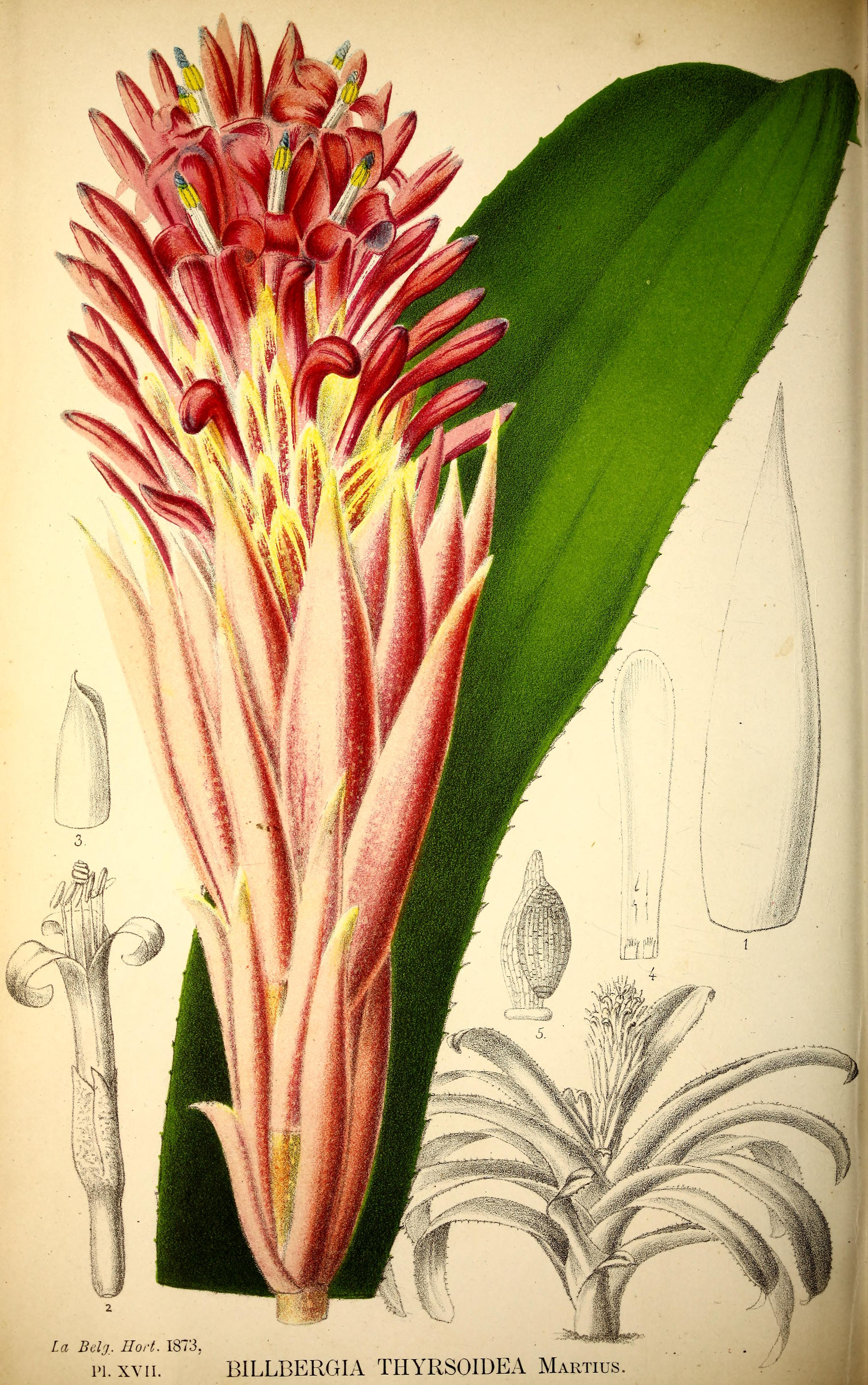 no full size  illustration available (3a)