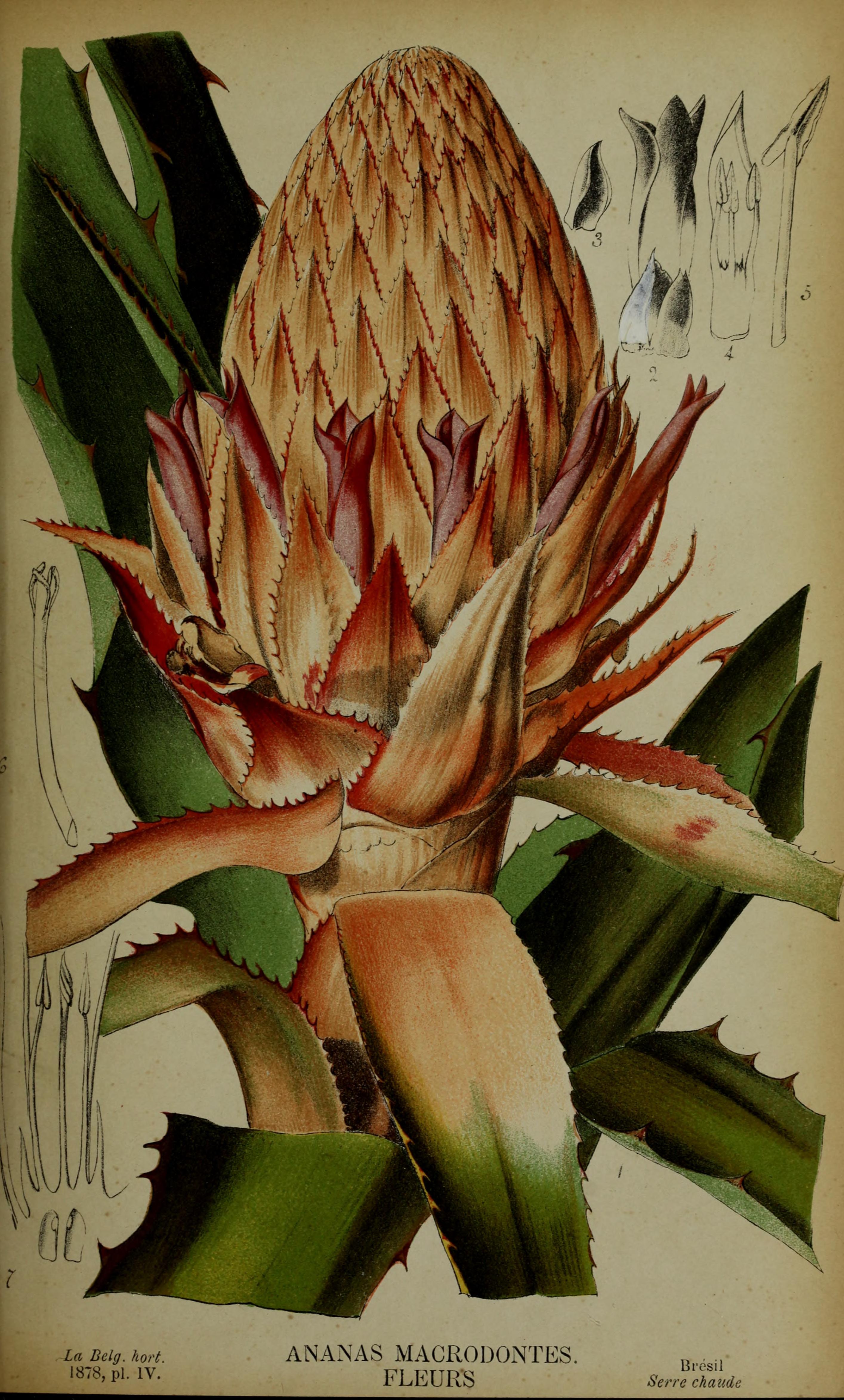 no full size  illustration available (3a)