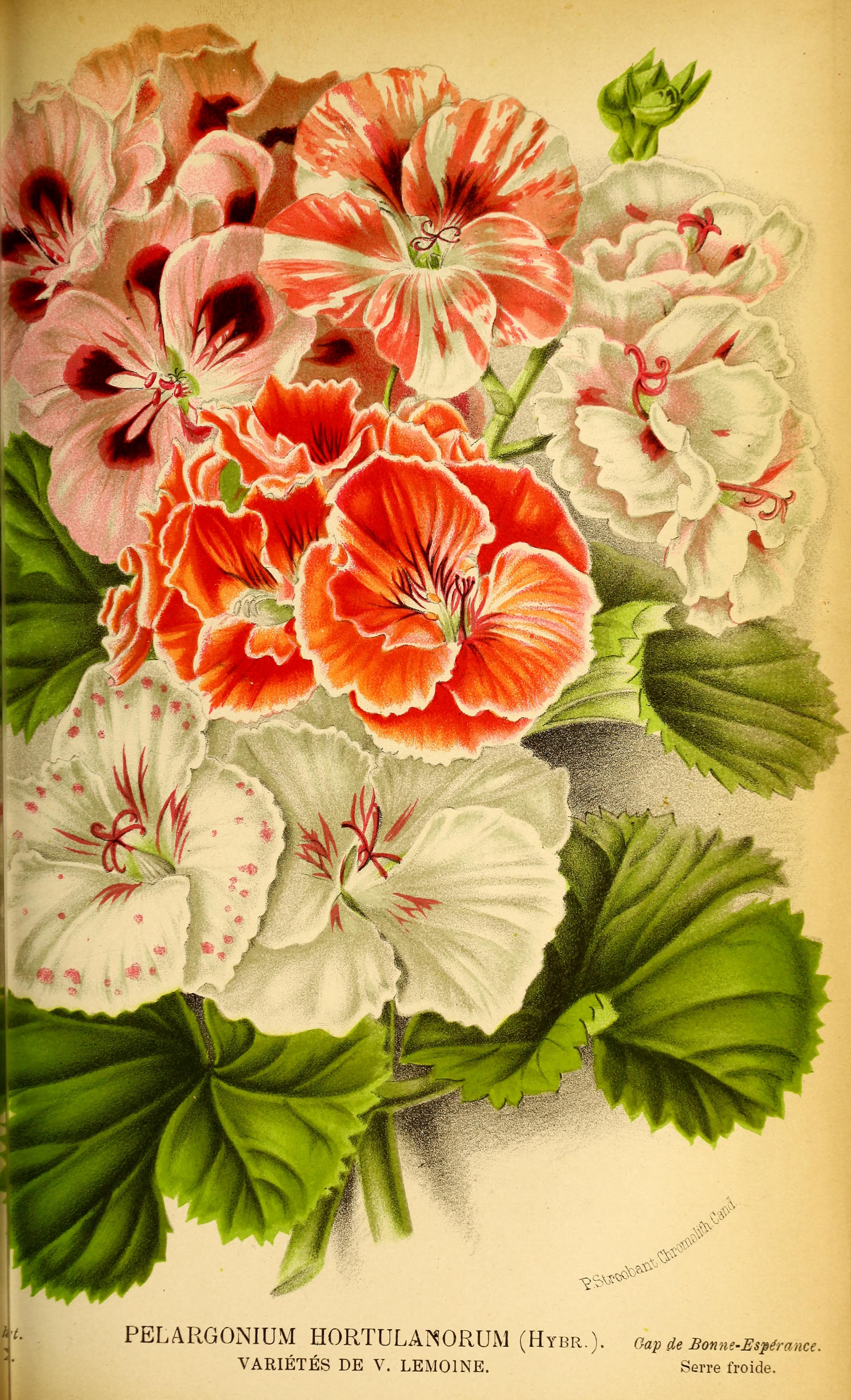 no full size  illustration available (3a)