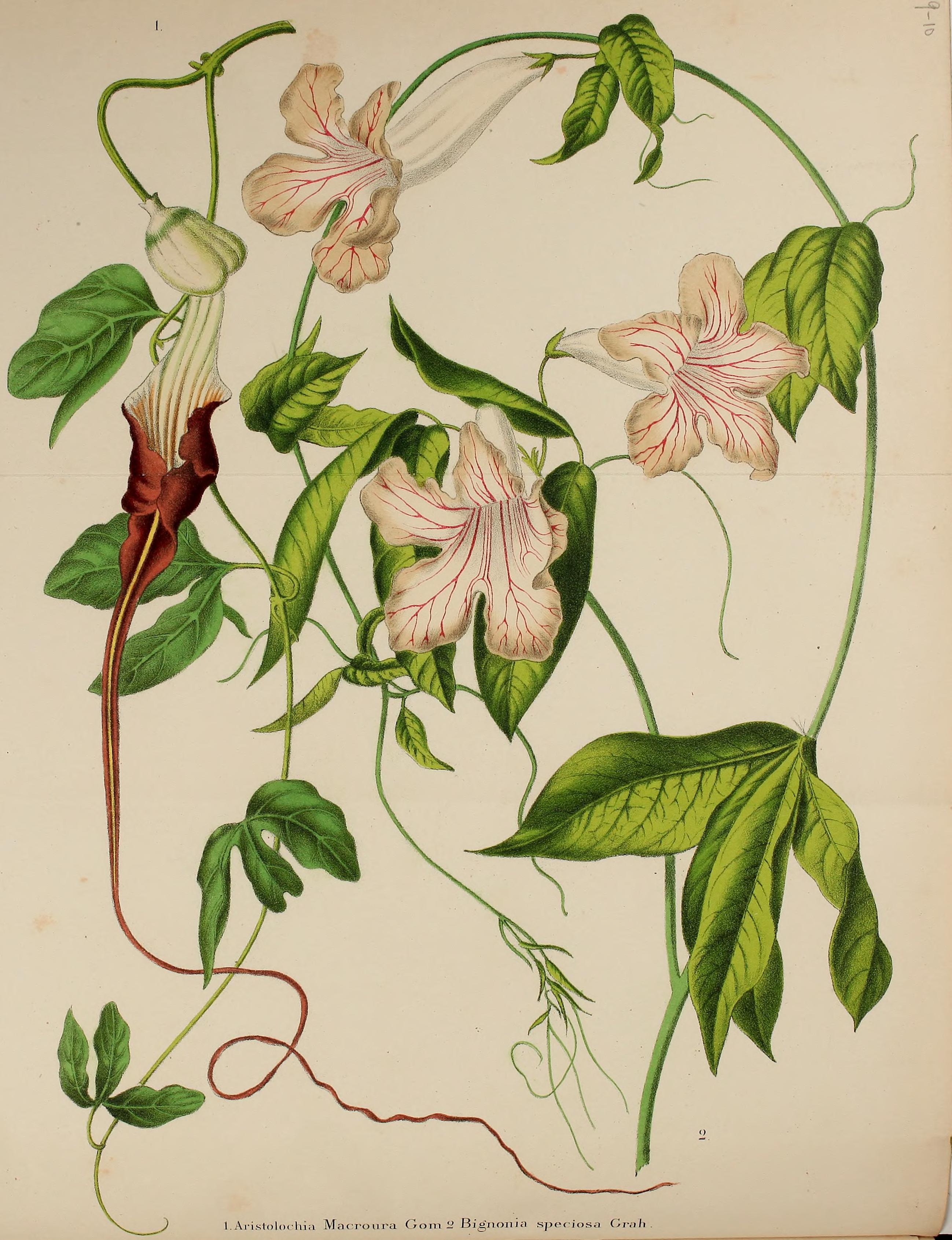 no full size  illustration available (3a)