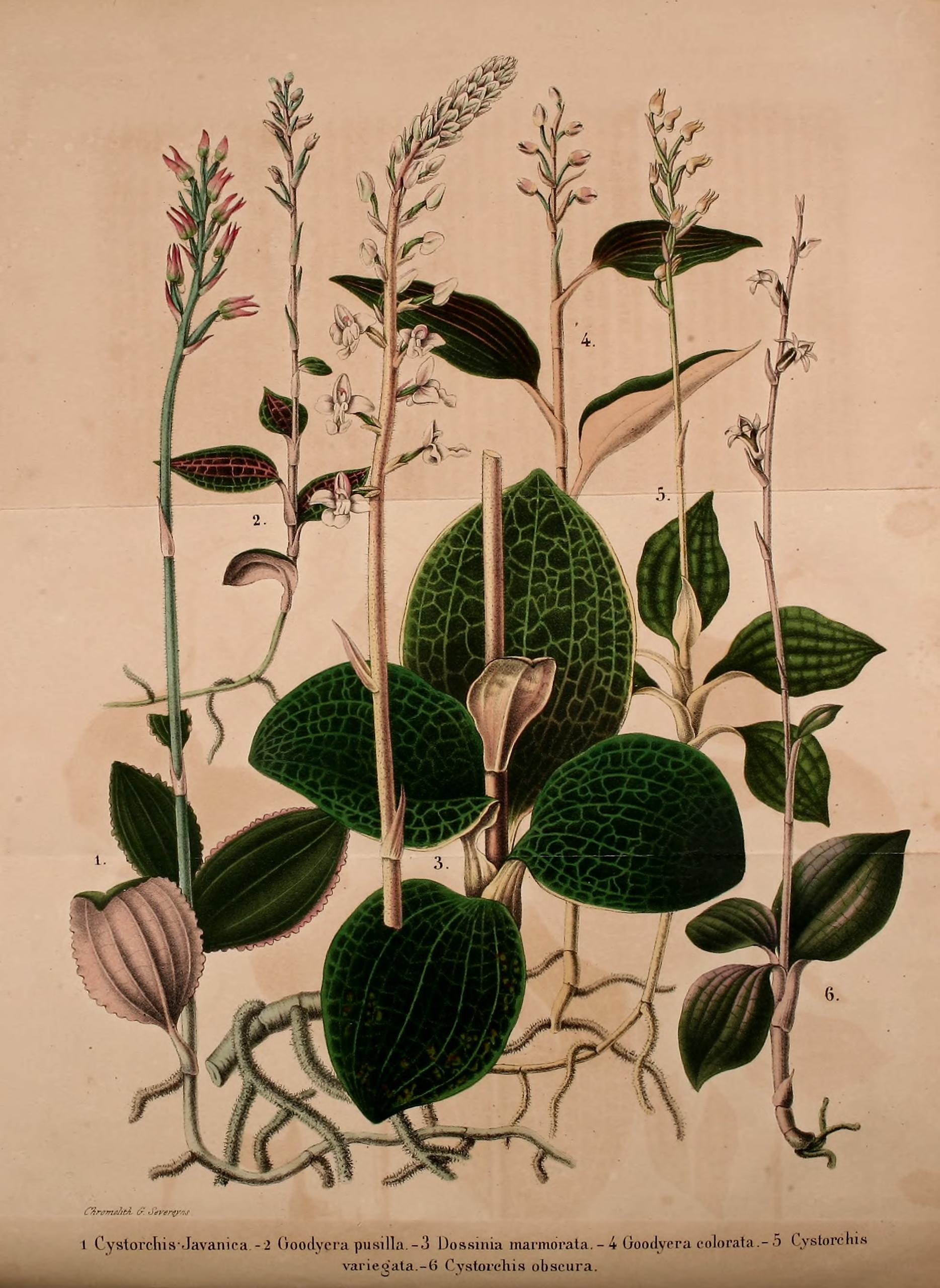 no full size  illustration available (3a)