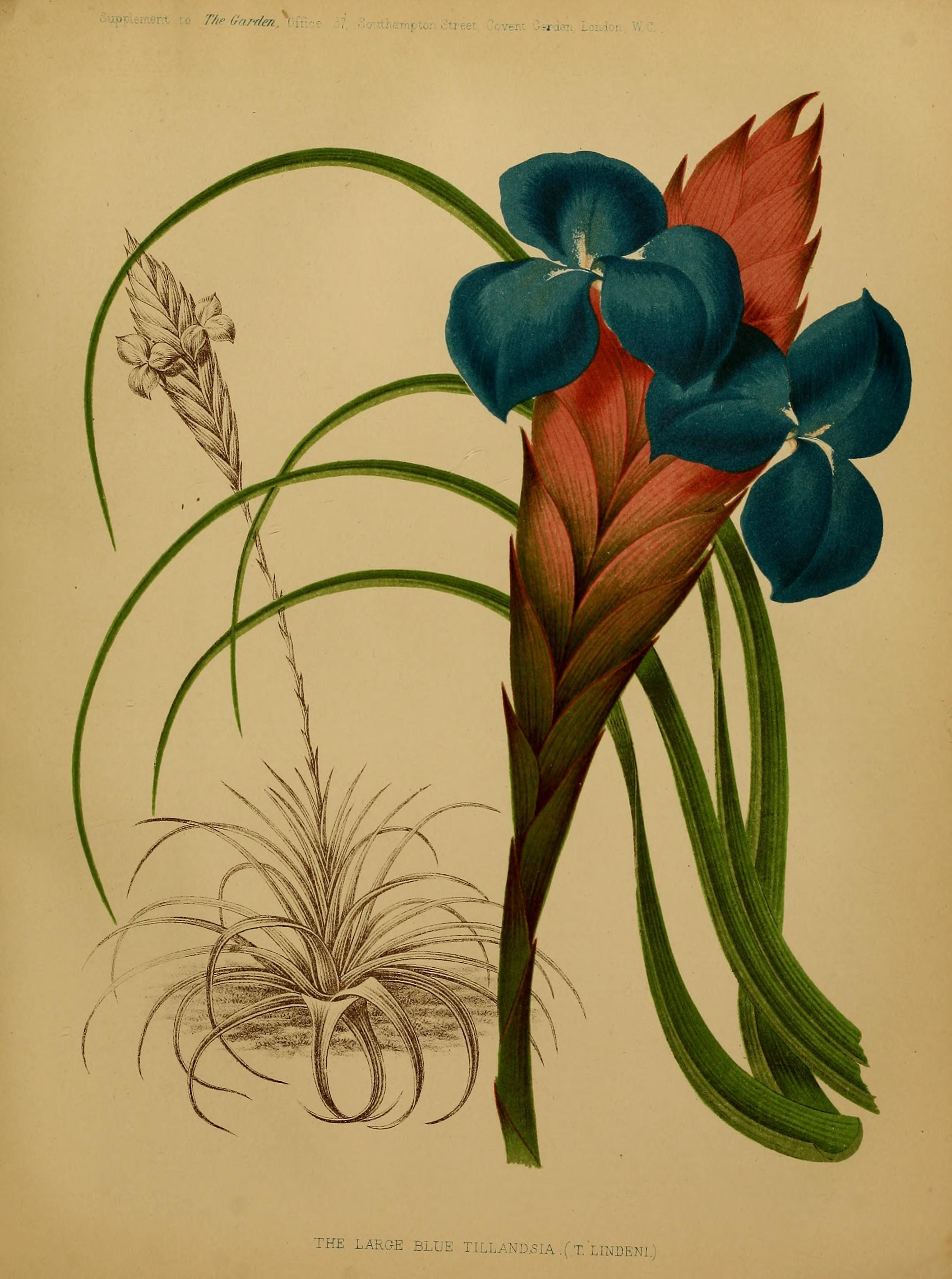 no full size  illustration available (3a)