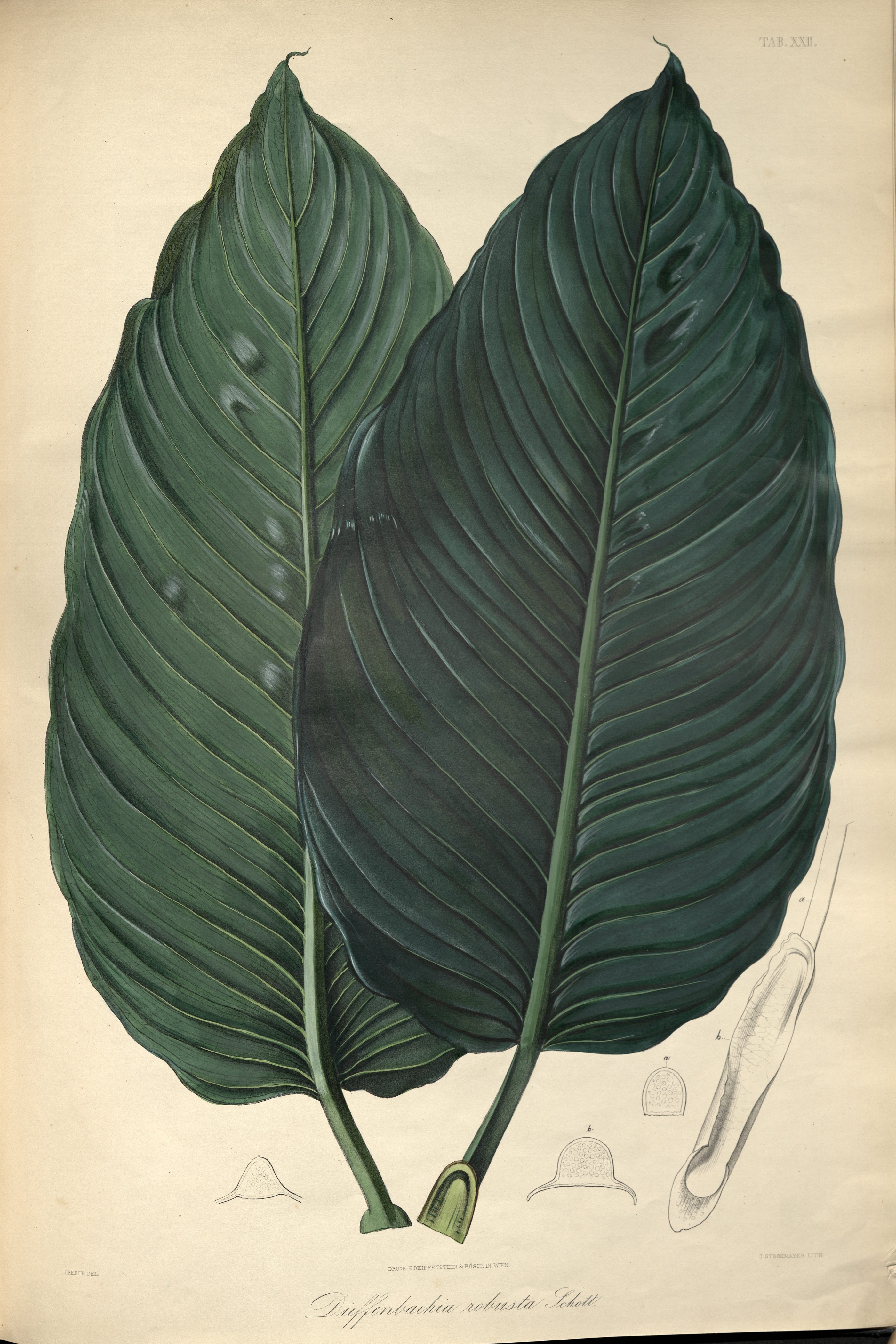 no full size  illustration available (3a)