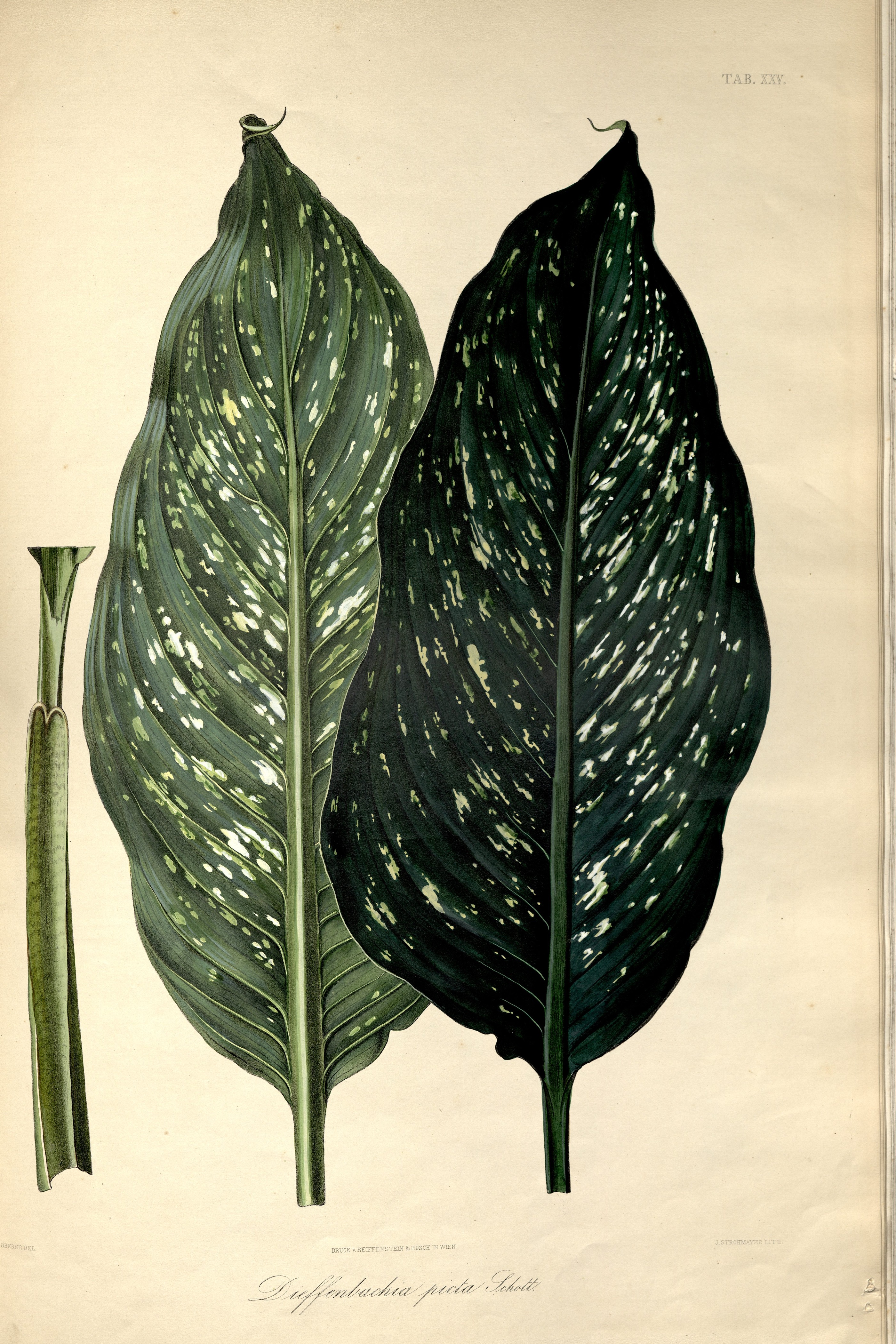 no full size  illustration available (3a)