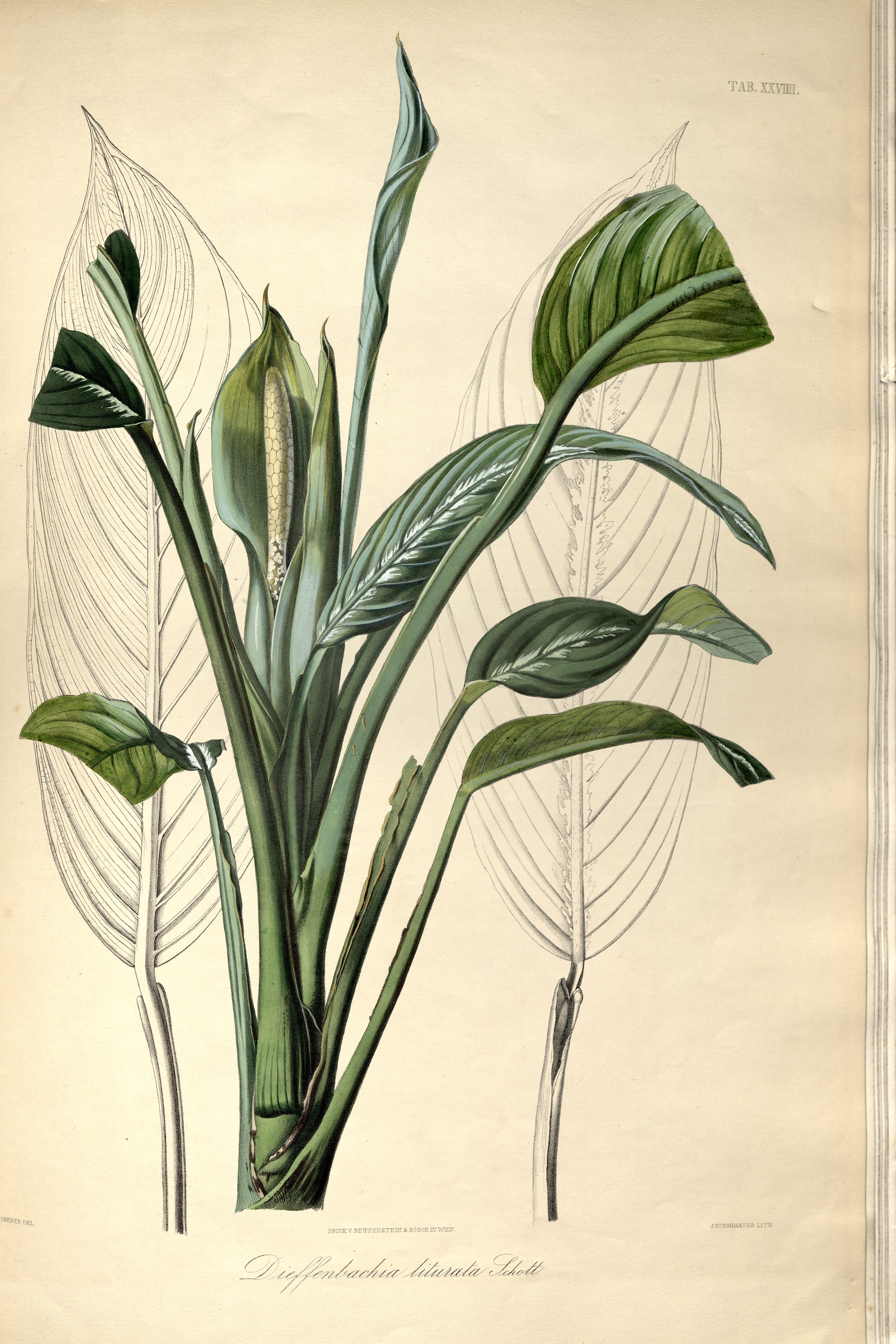 no full size  illustration available (3a)