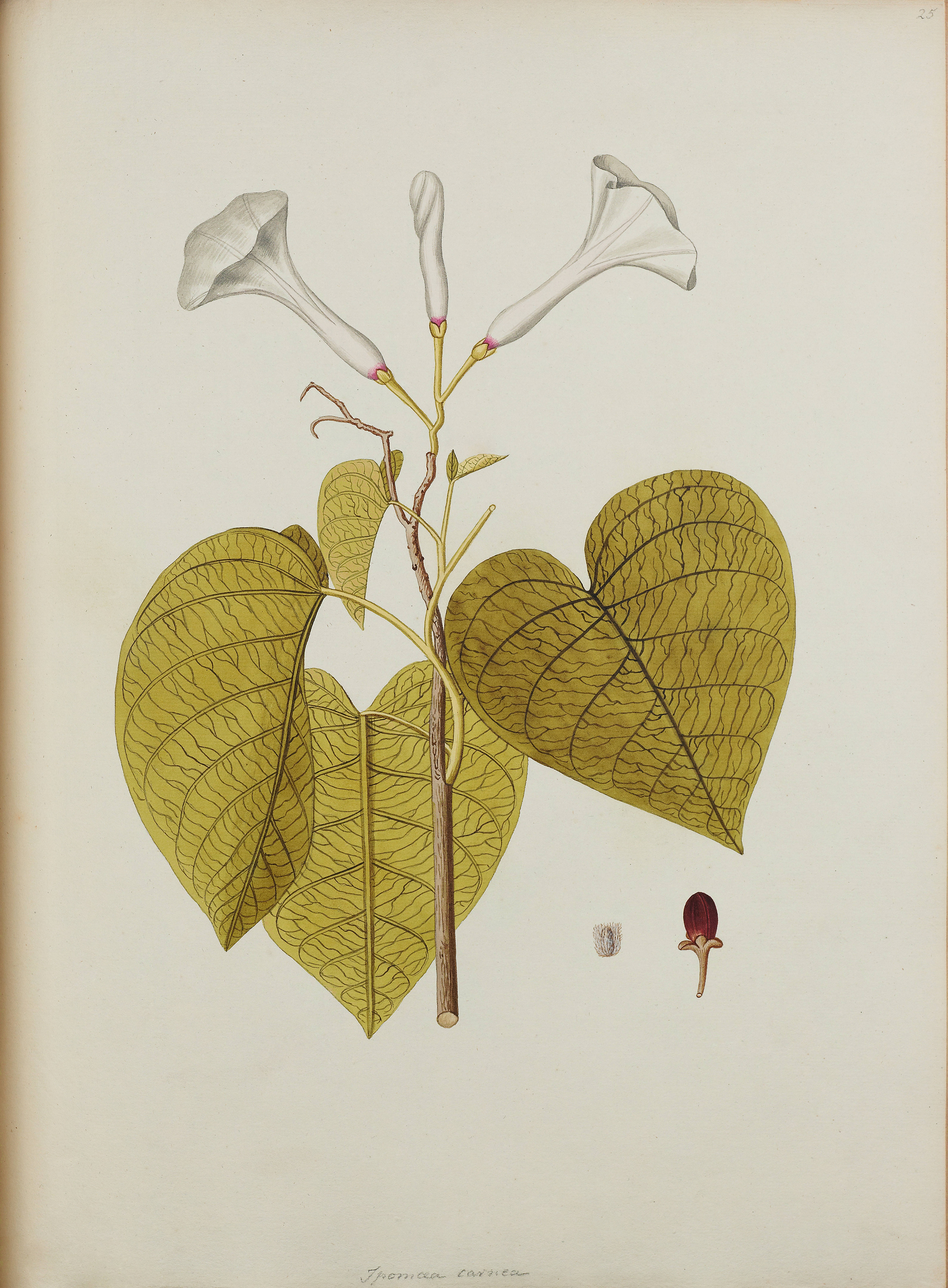 no full size  illustration available (3a)