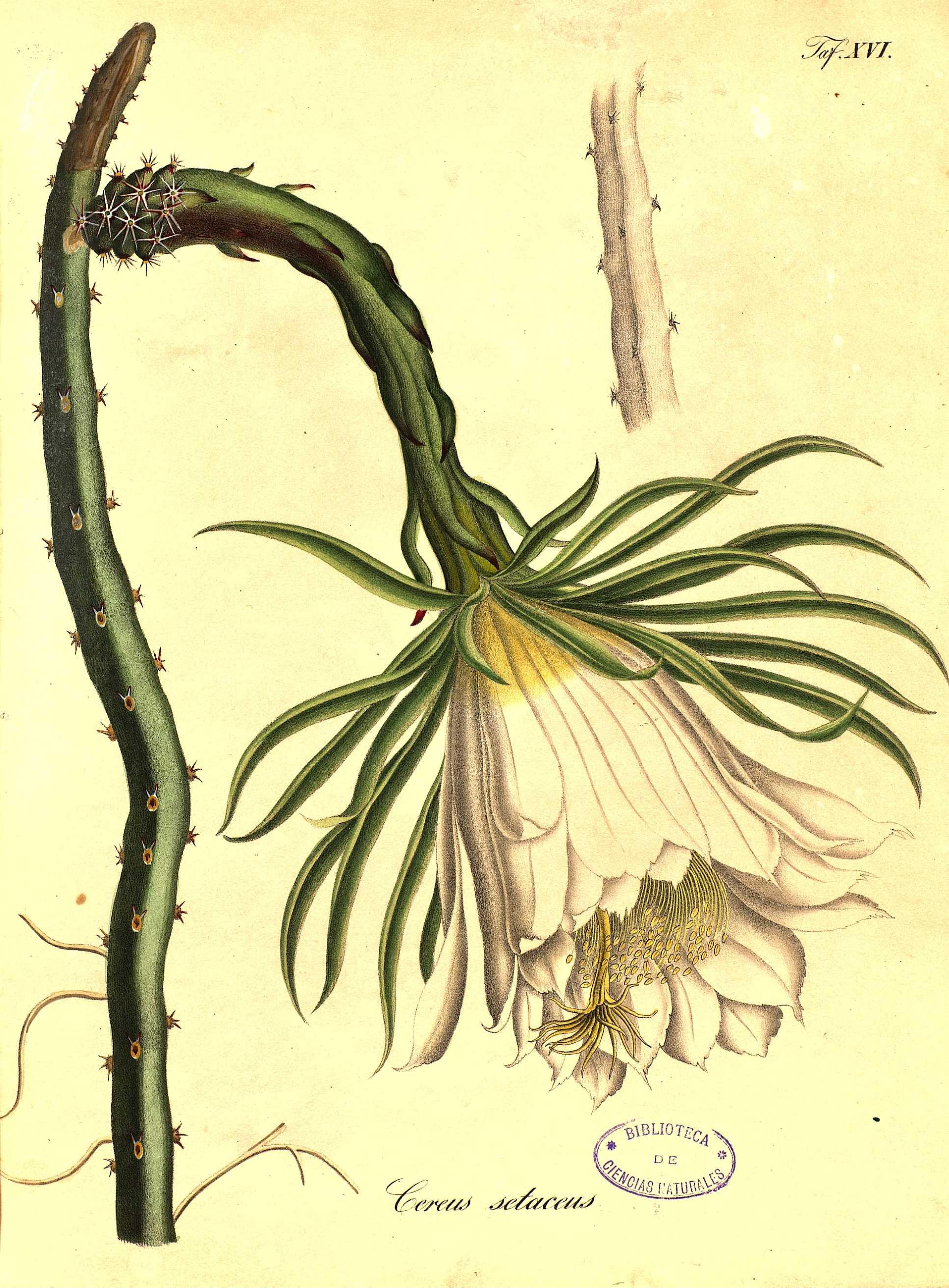 no full size  illustration available (3a)