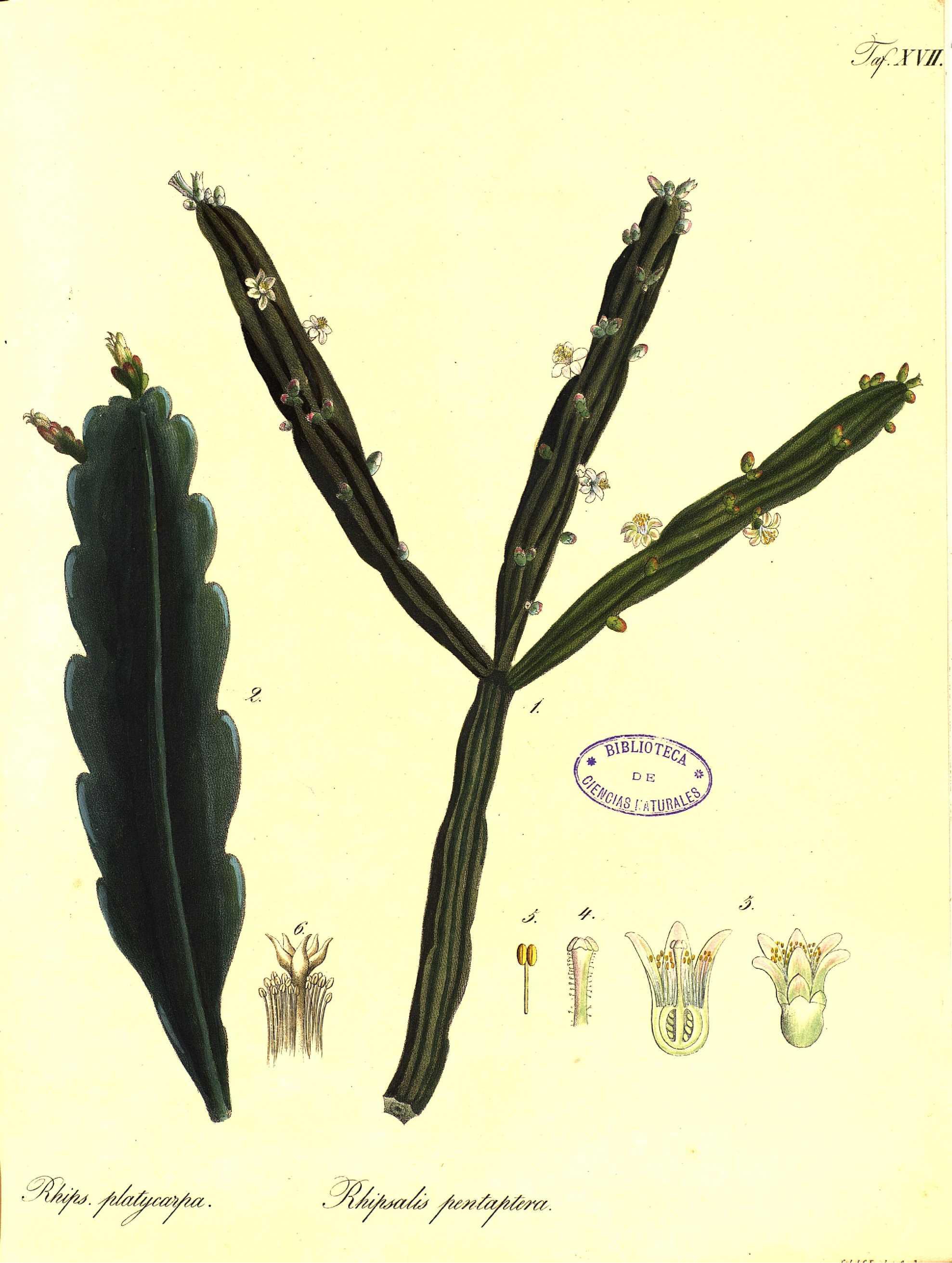 no full size  illustration available (3a)