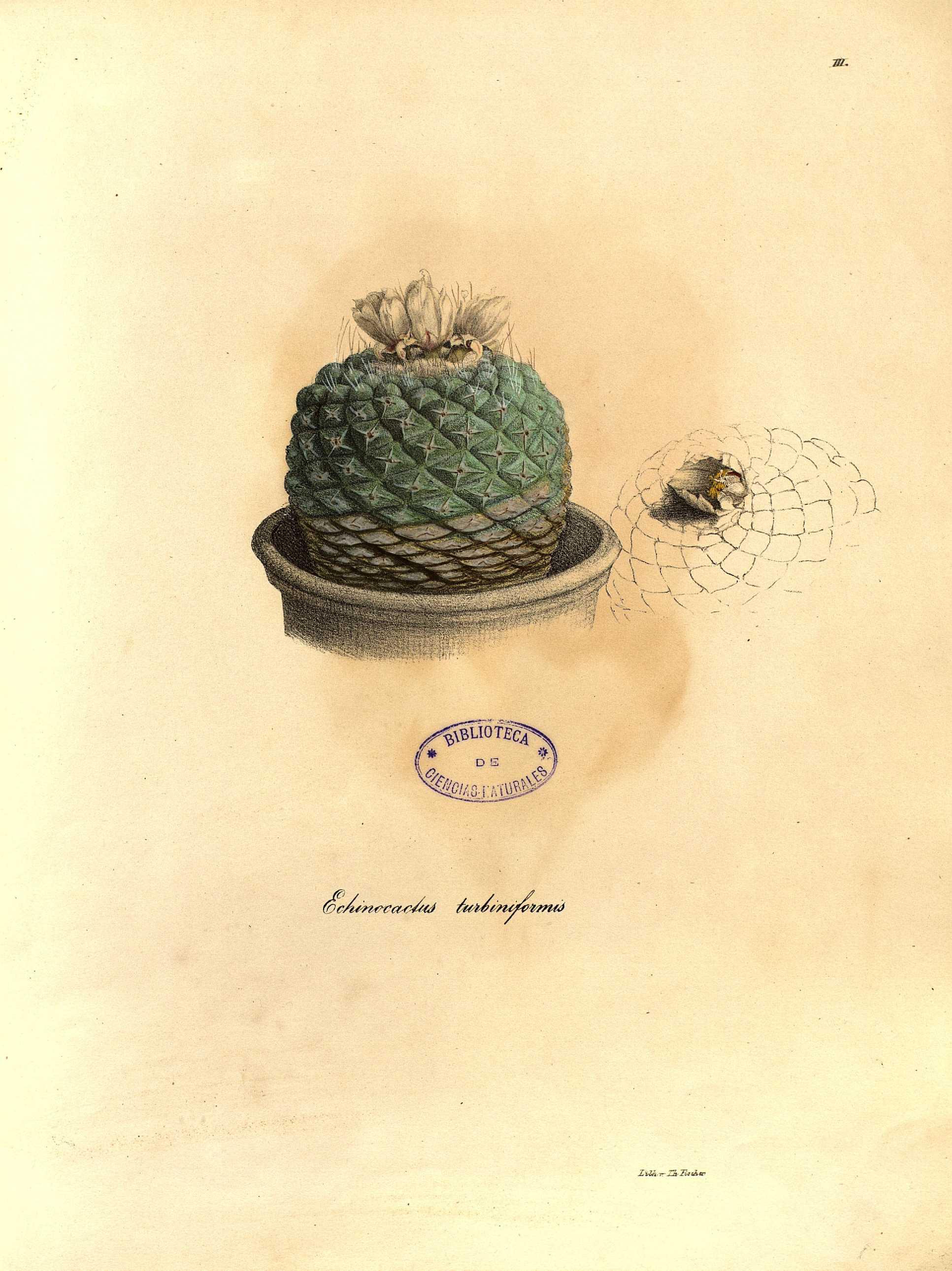 no full size  illustration available (3a)