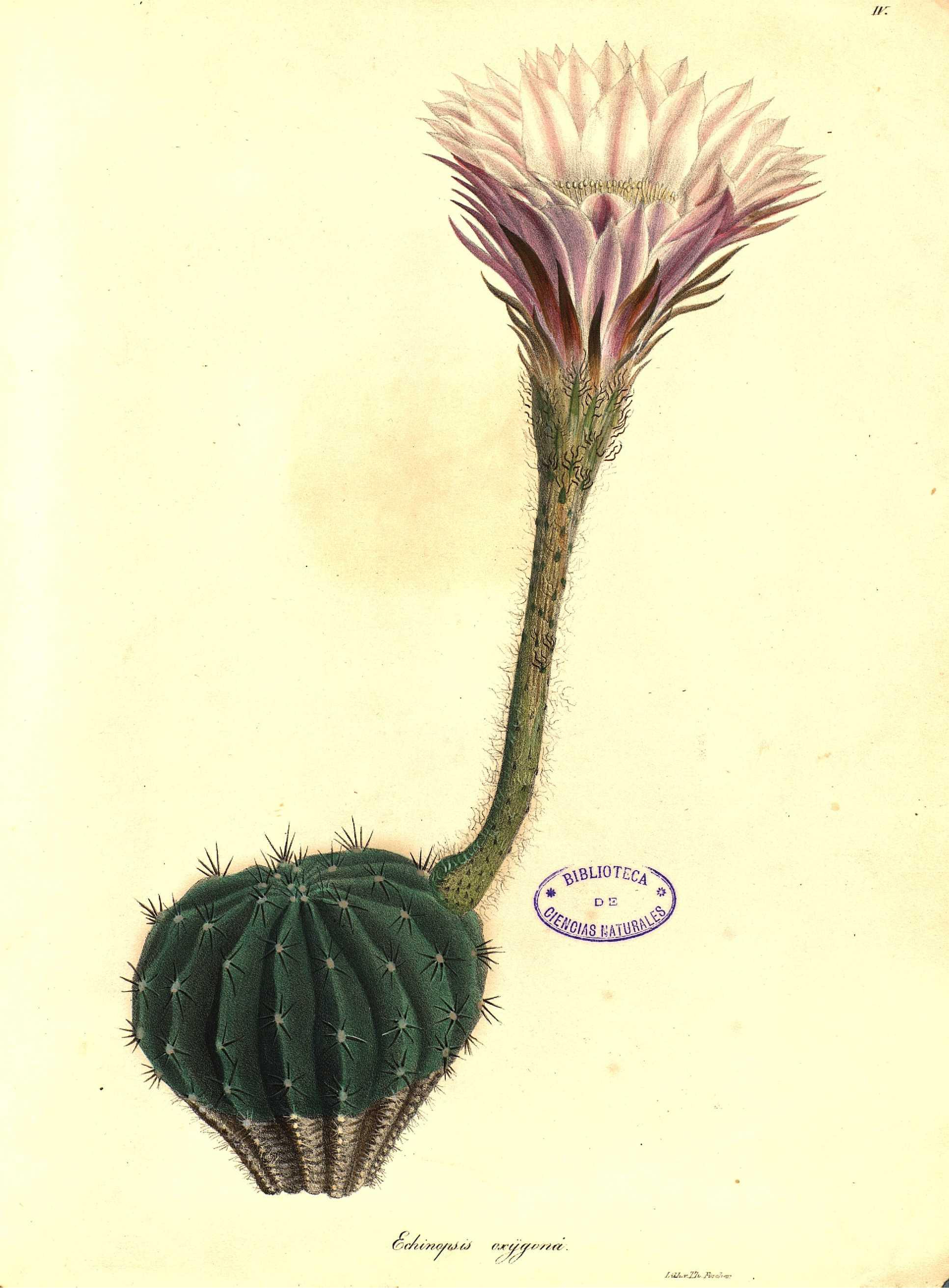 no full size  illustration available (3a)