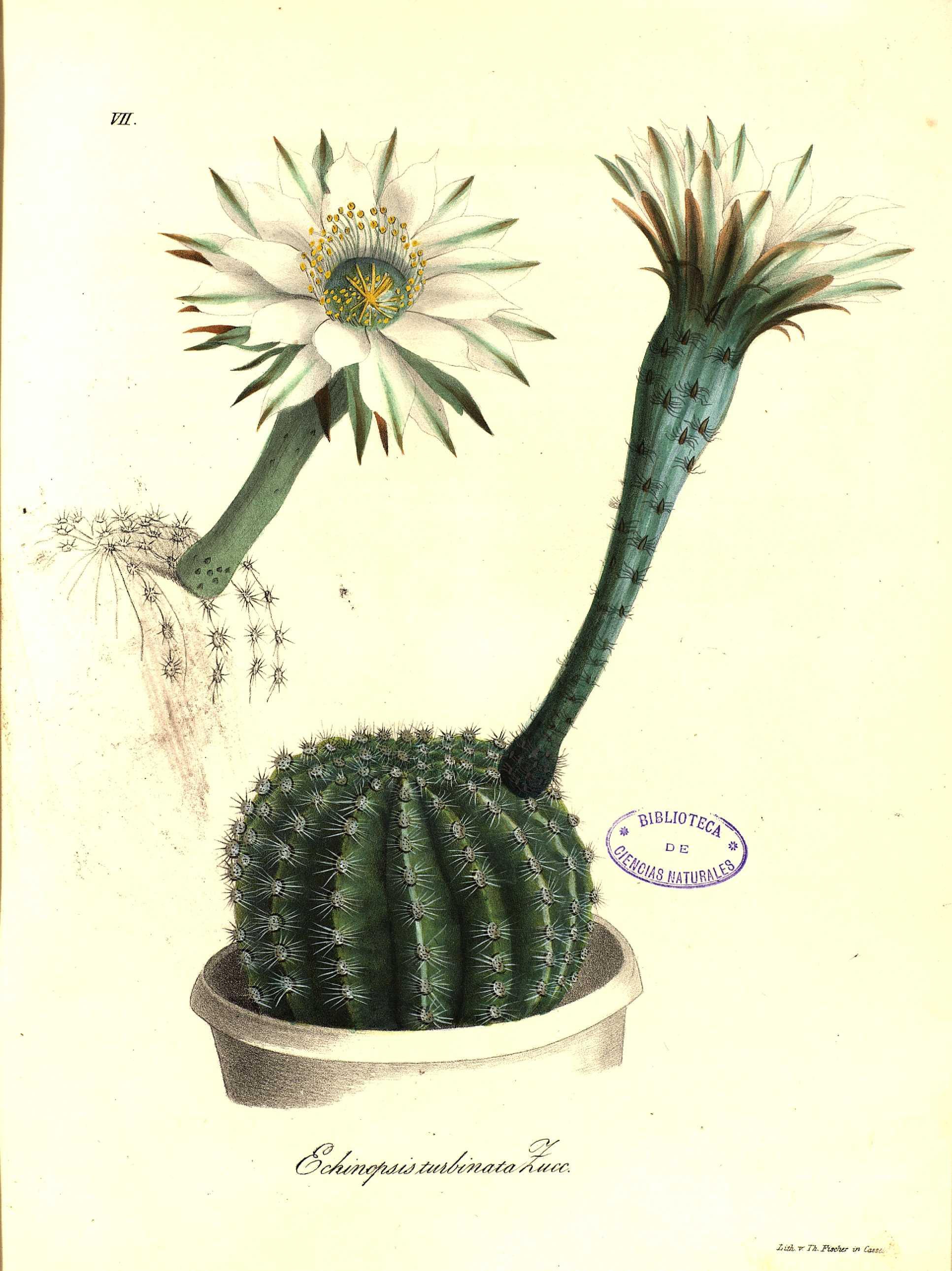 no full size  illustration available (3a)