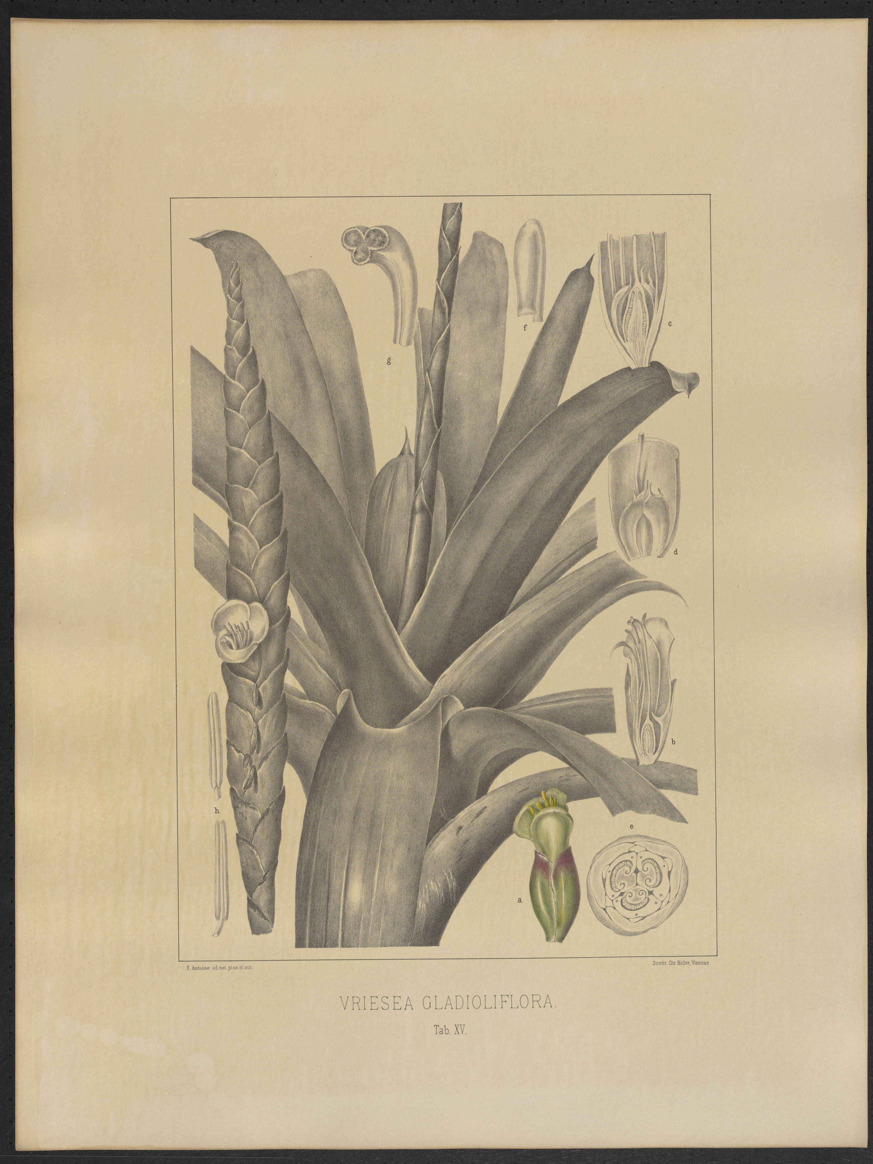 no full size  illustration available (3a)