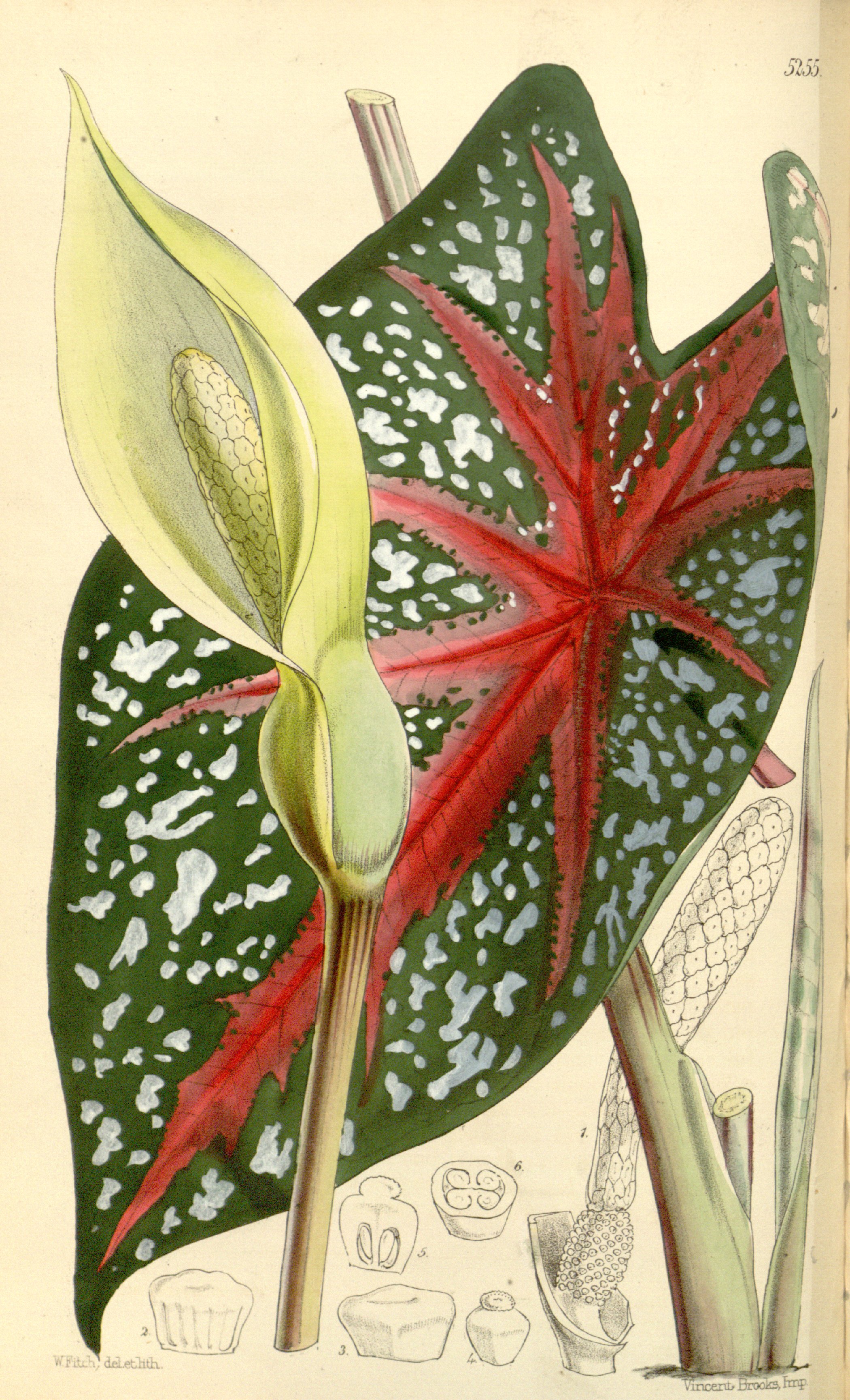 no full size  illustration available (3a)