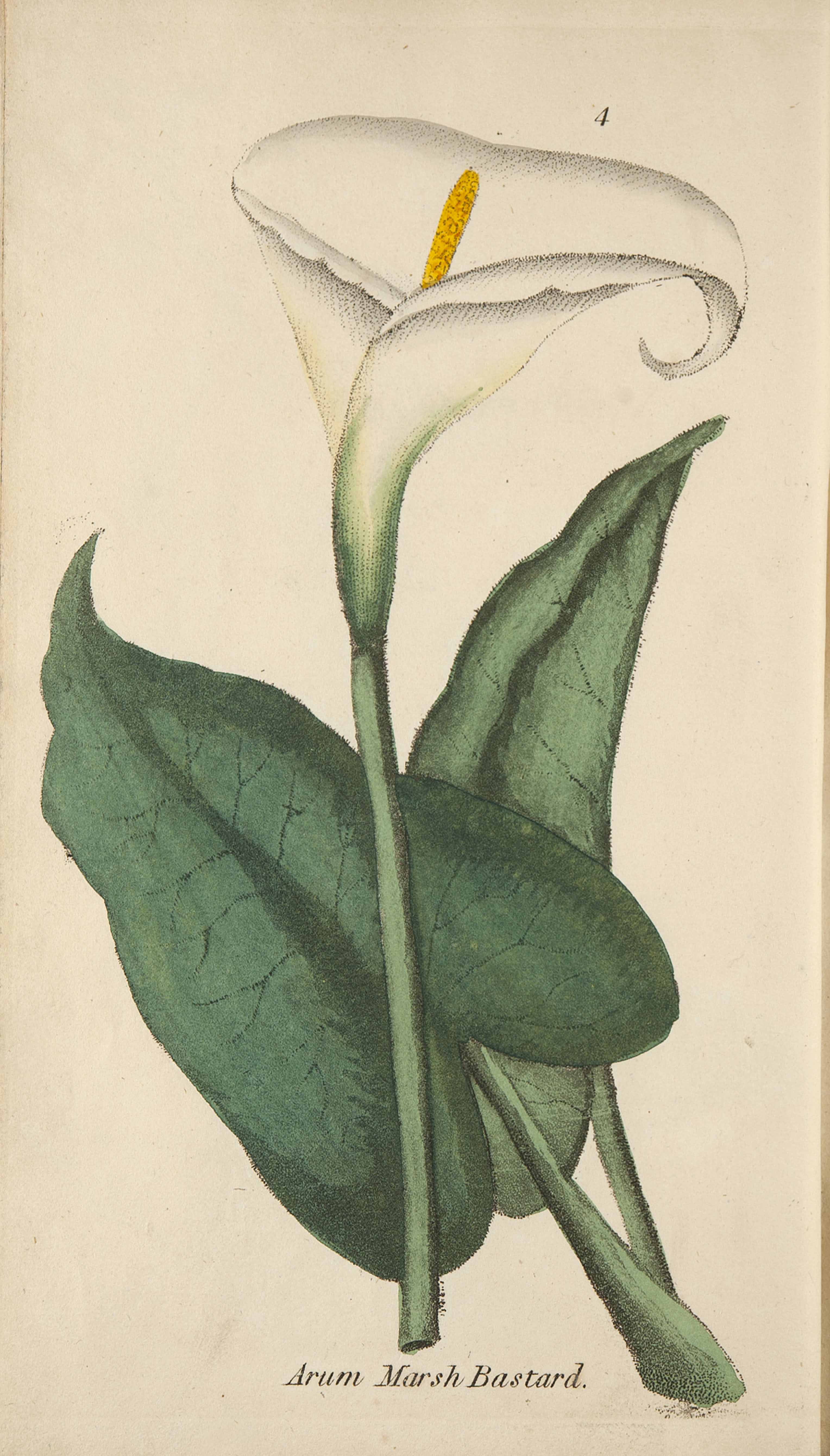 no full size  illustration available (3a)