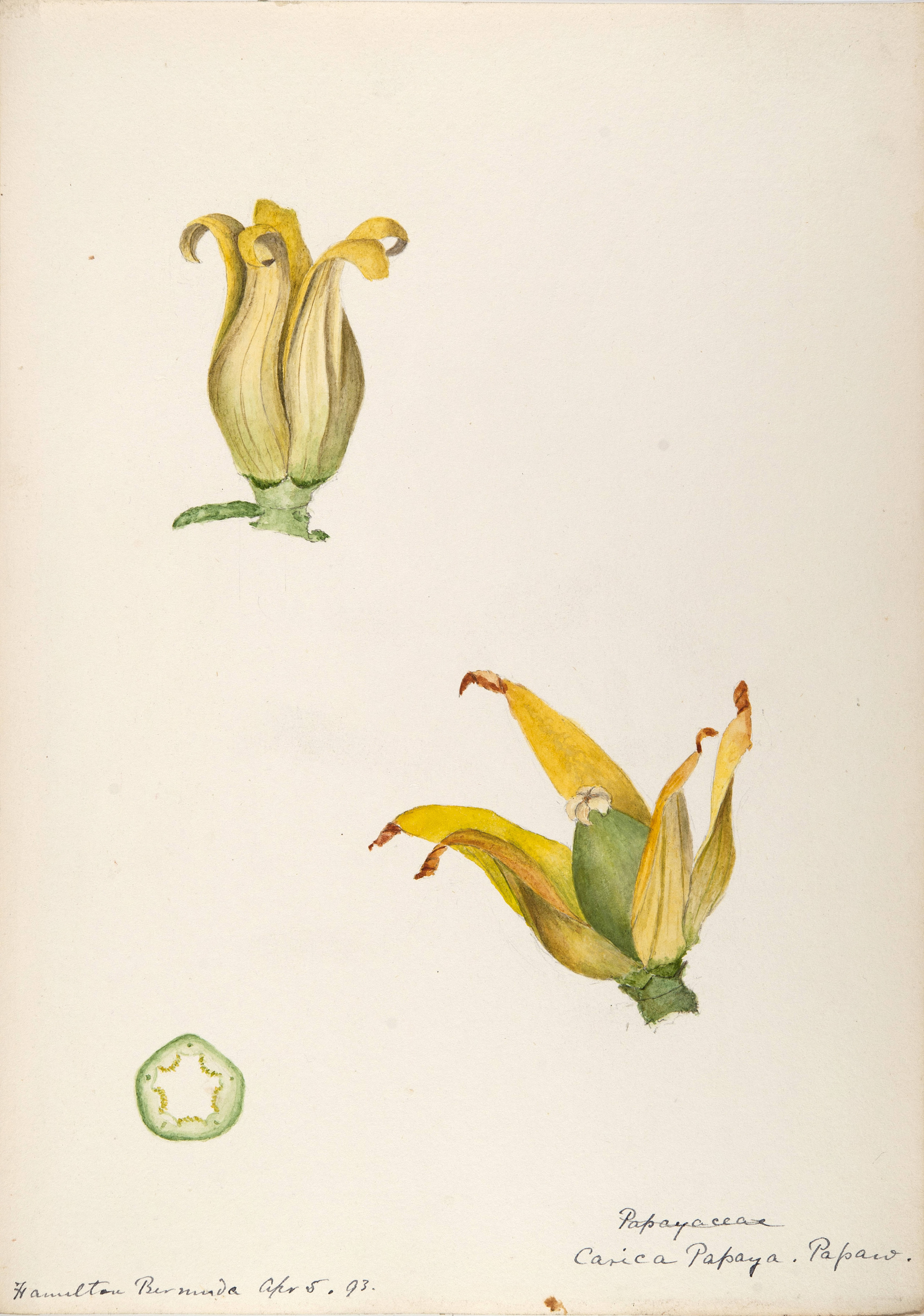 no full size  illustration available (3a)