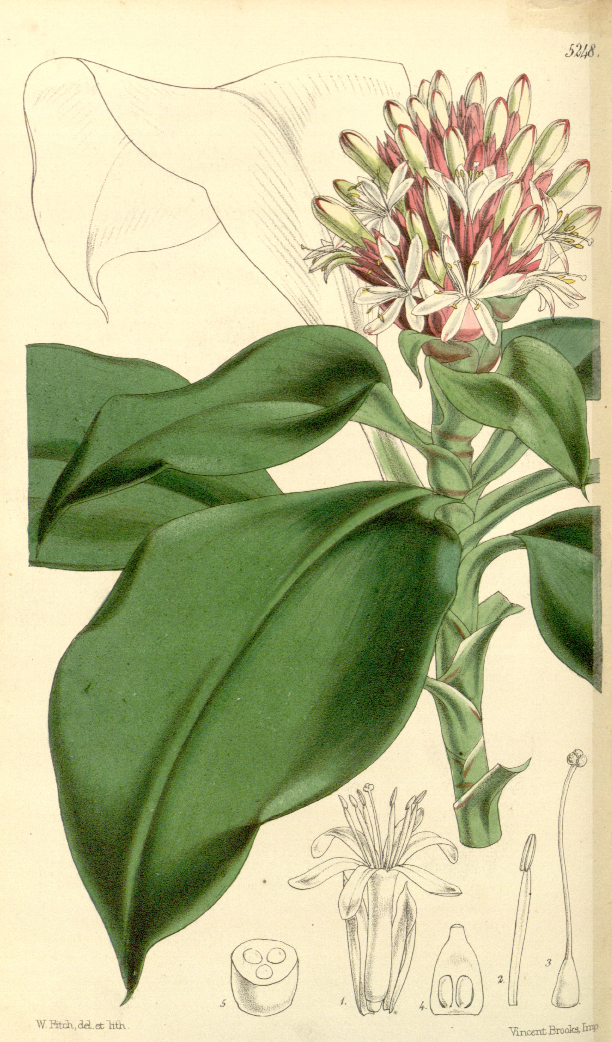 no full size  illustration available (3a)