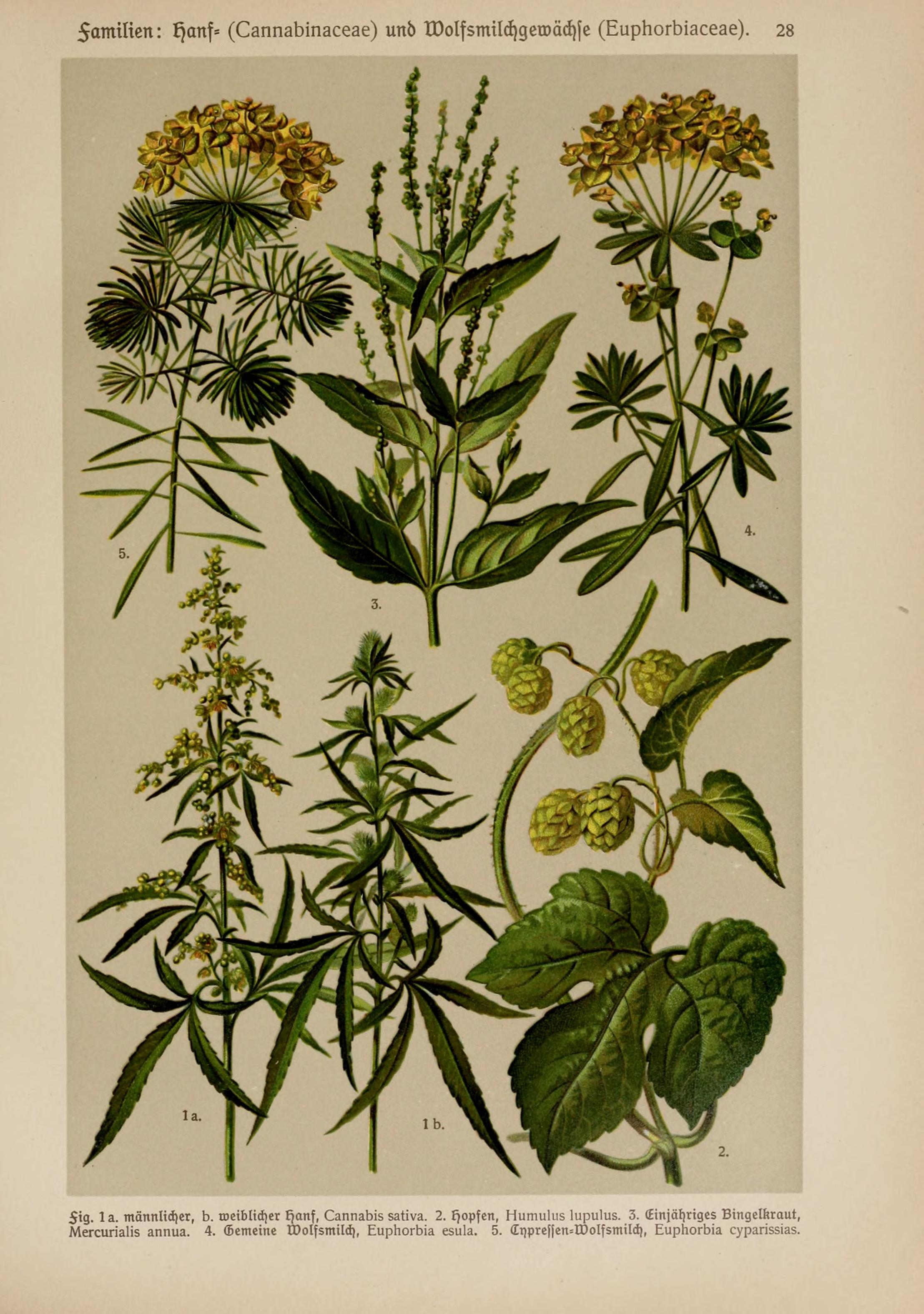 no full size  illustration available (3a)