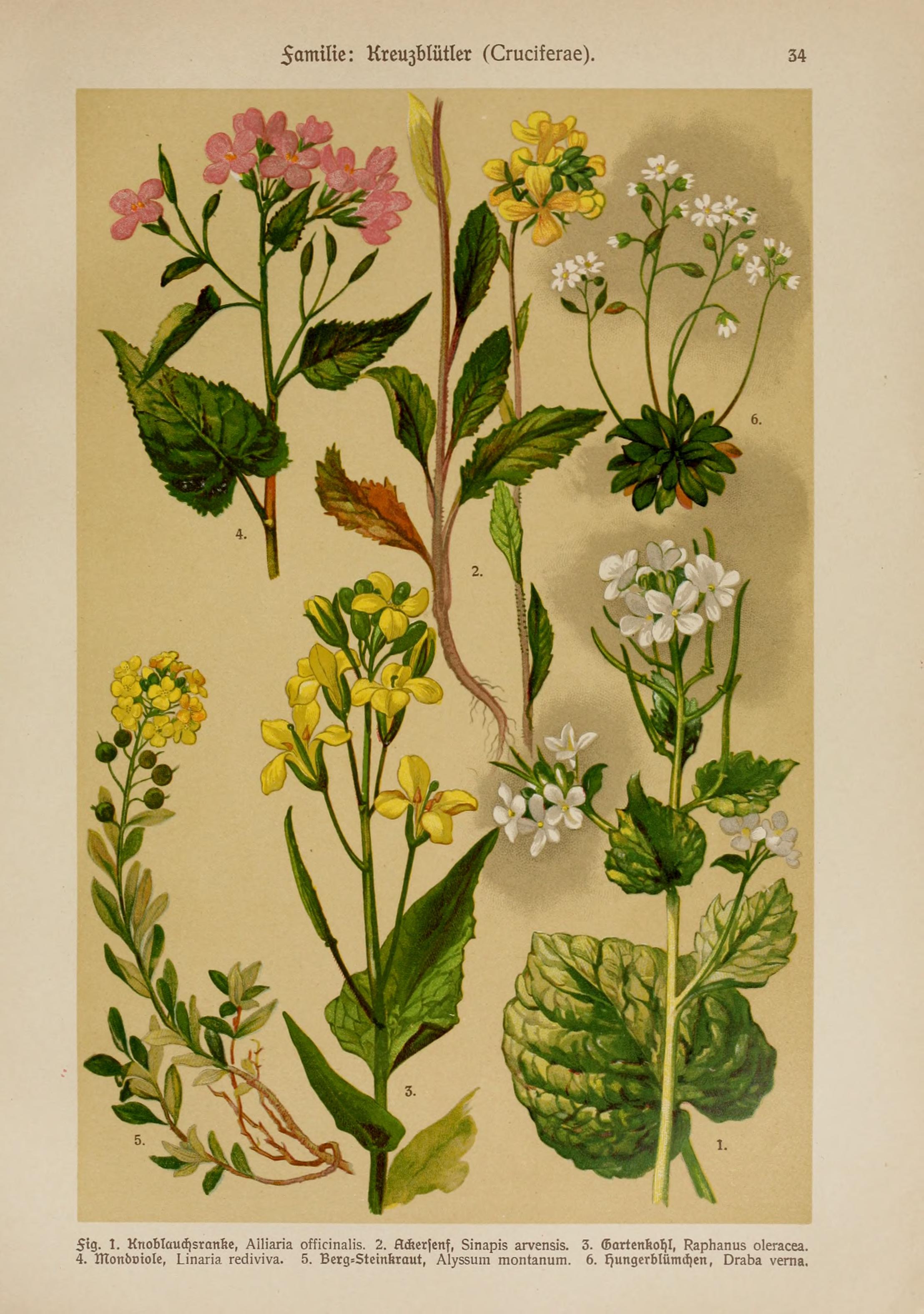 no full size  illustration available (3a)