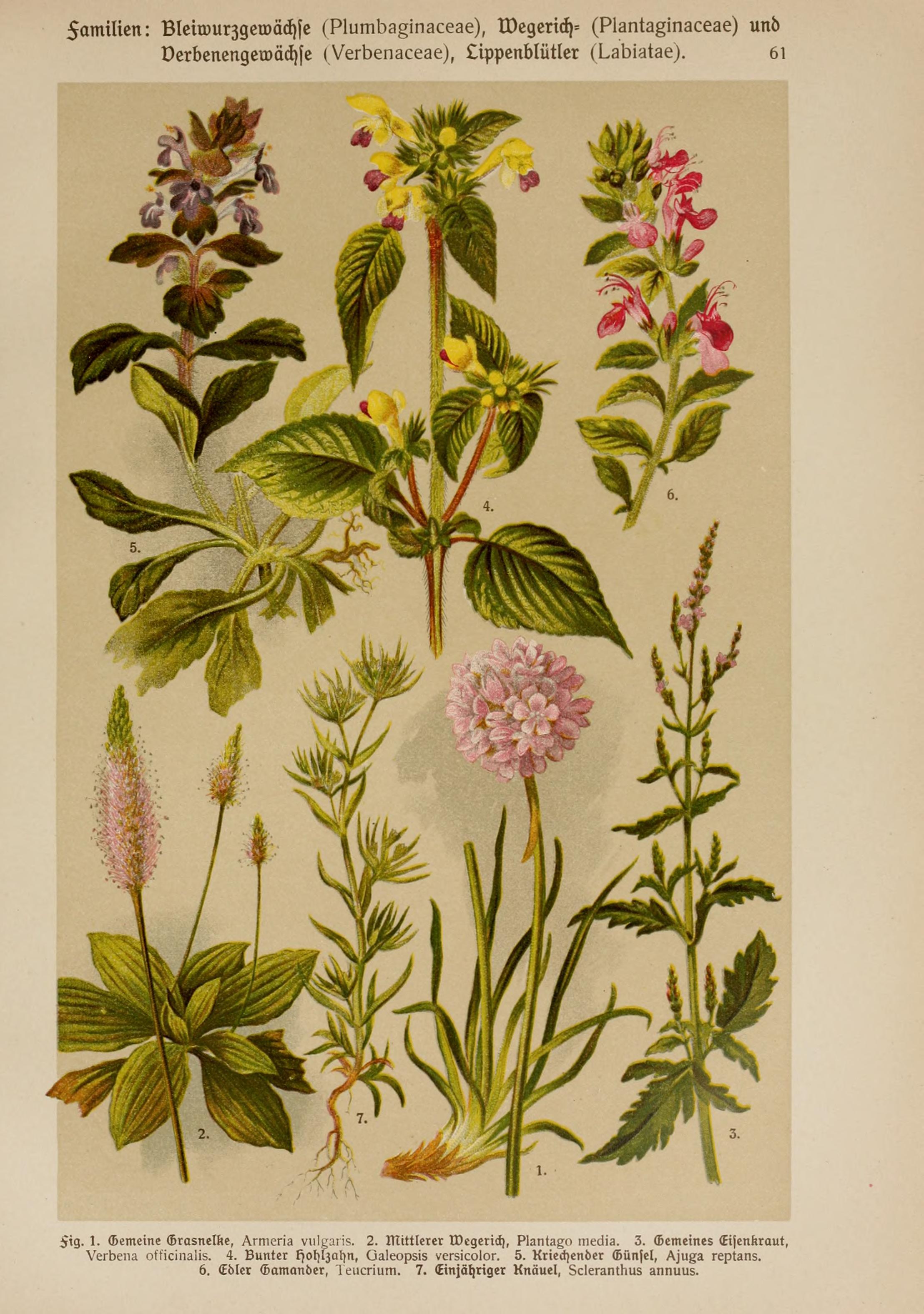 no full size  illustration available (3a)