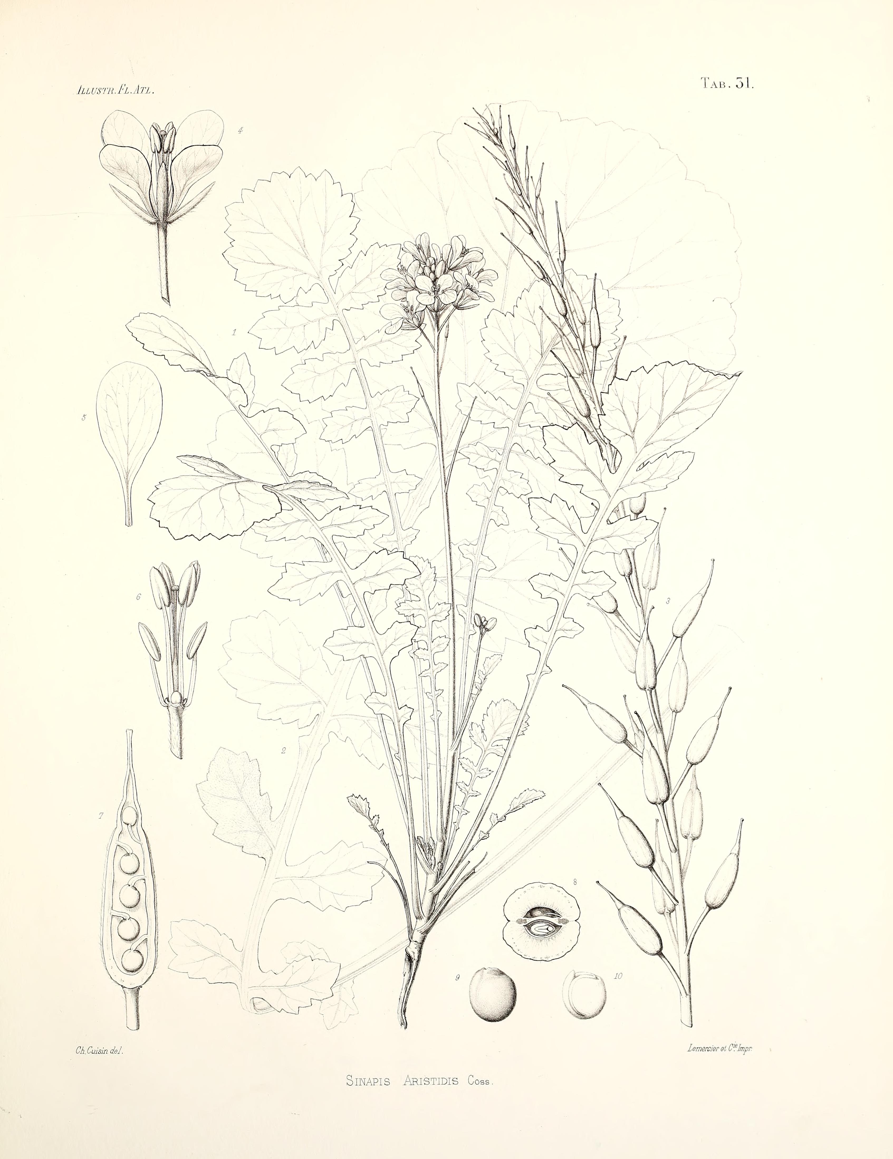 no full size  illustration available (3a)