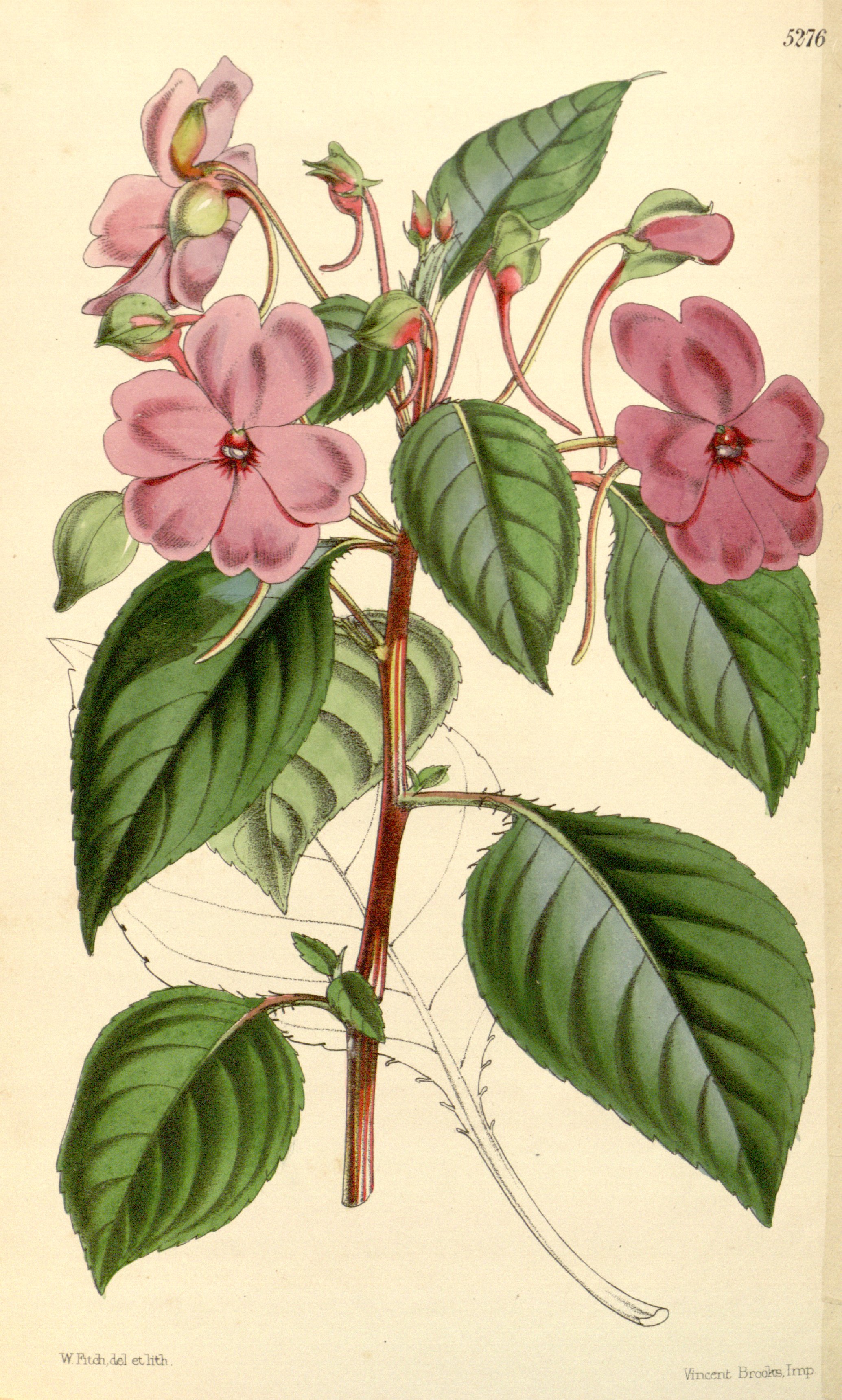 no full size  illustration available (3a)