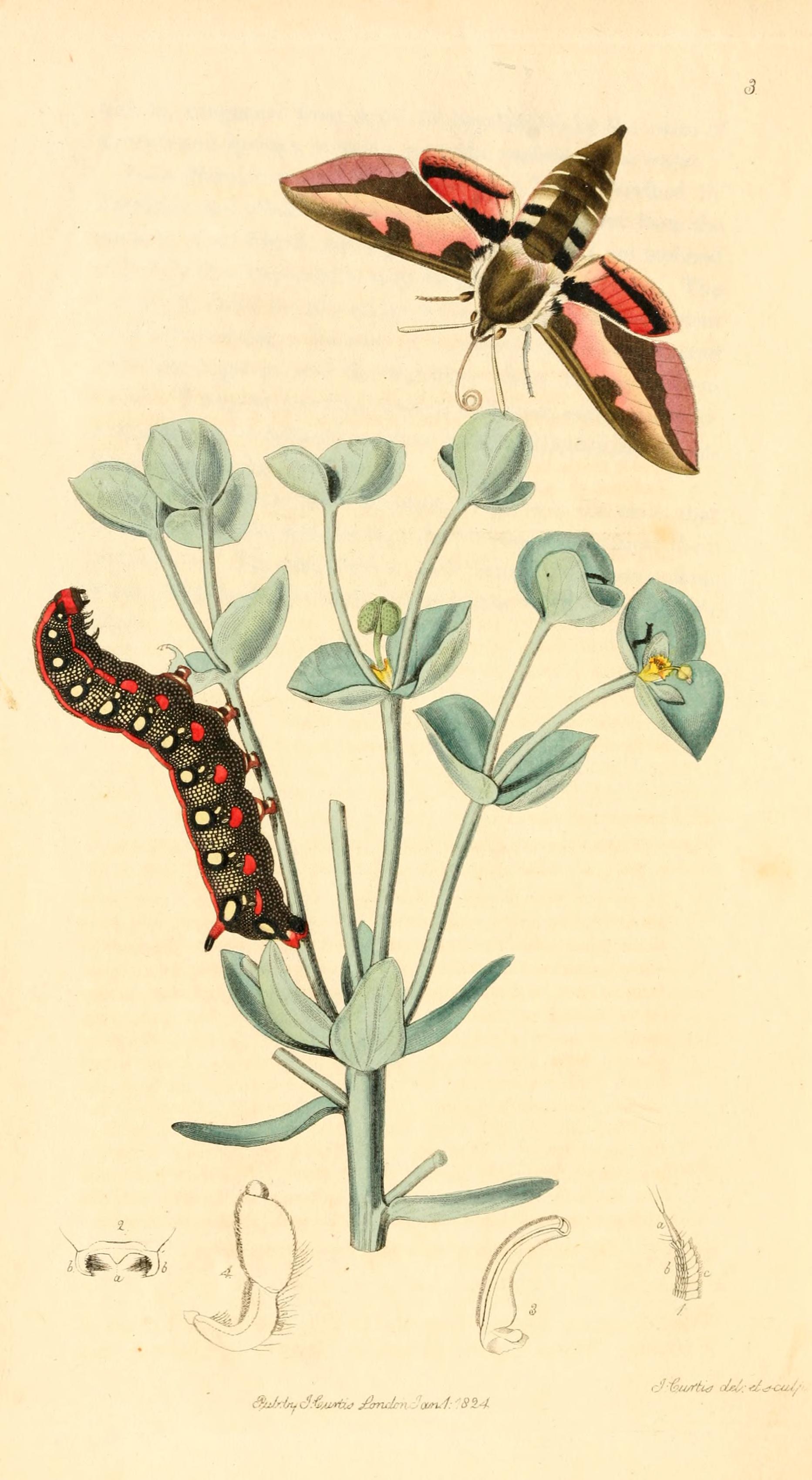 no full size  illustration available (3a)