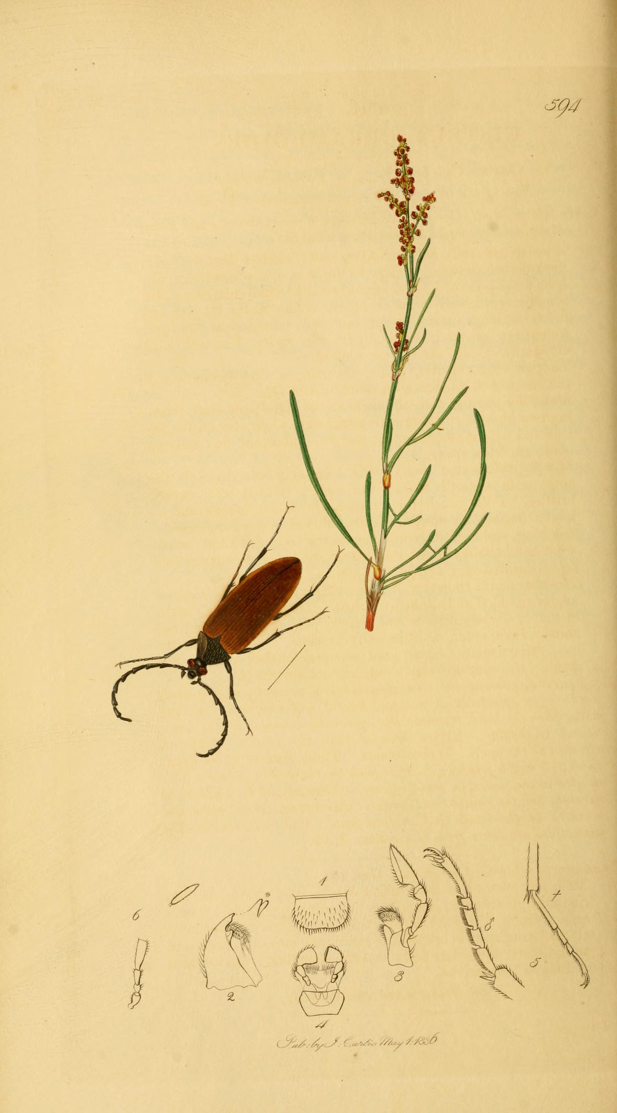 no full size  illustration available (3a)