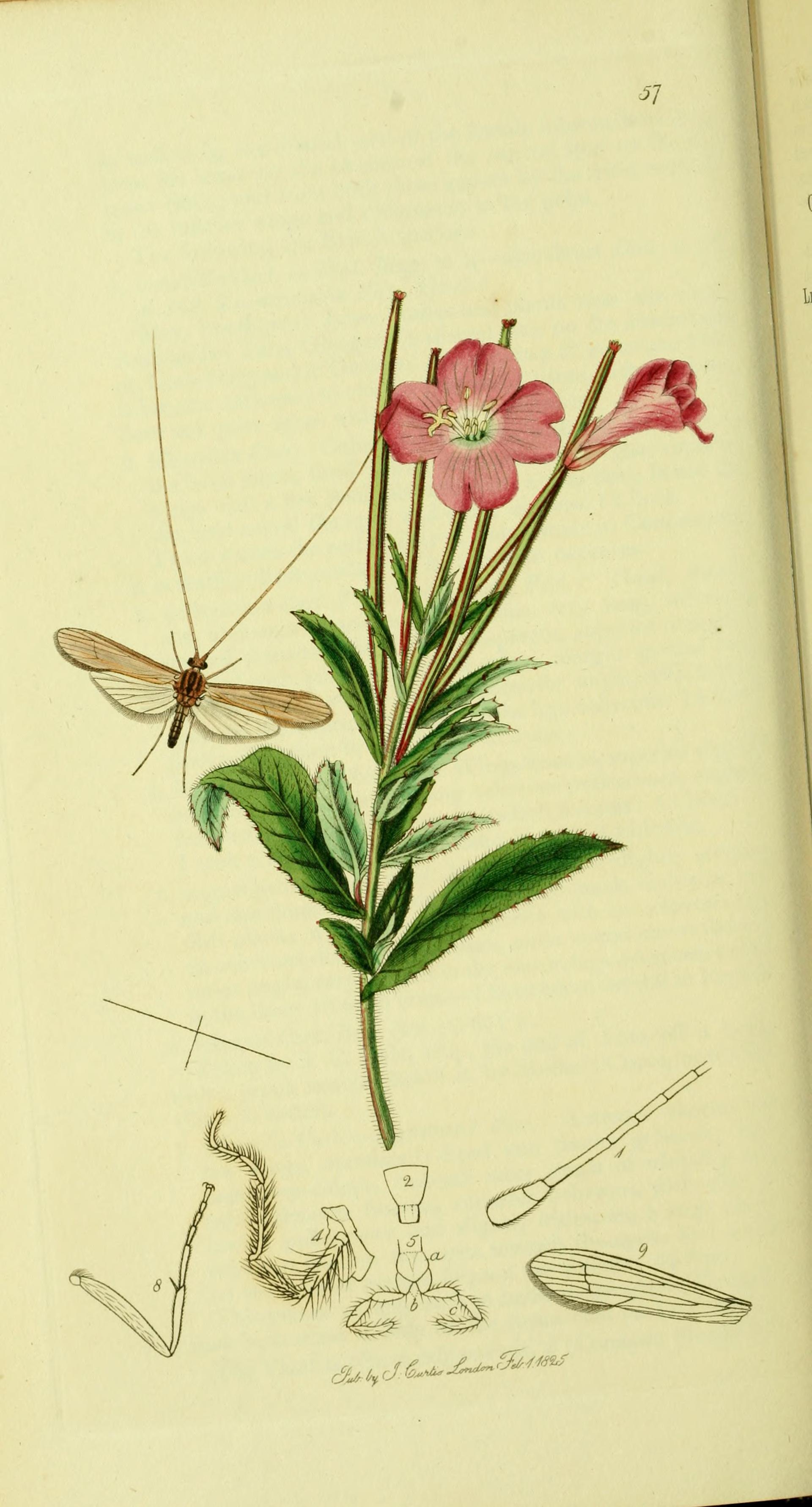 no full size  illustration available (3a)