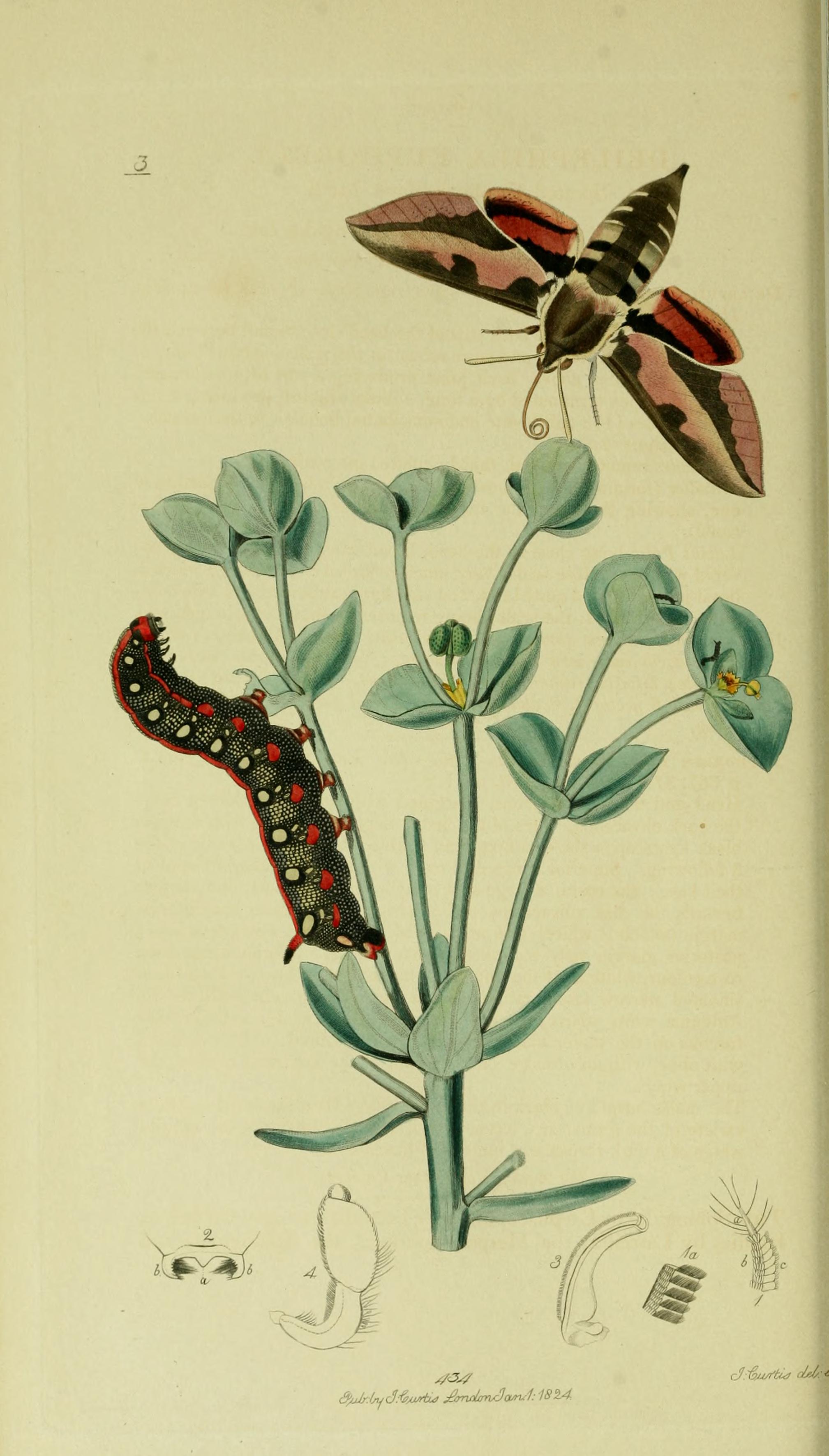 no full size  illustration available (3a)