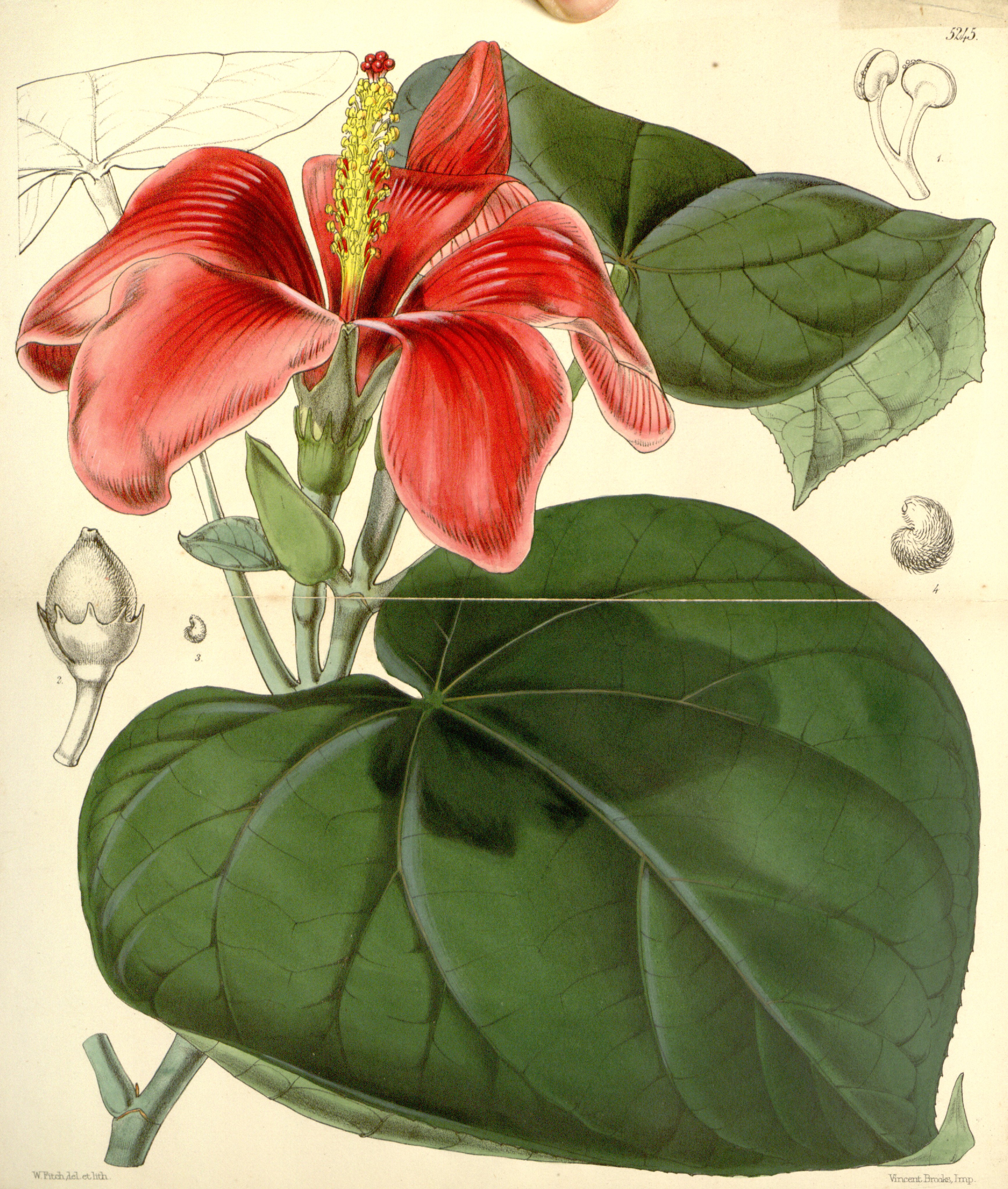 no full size  illustration available (3a)