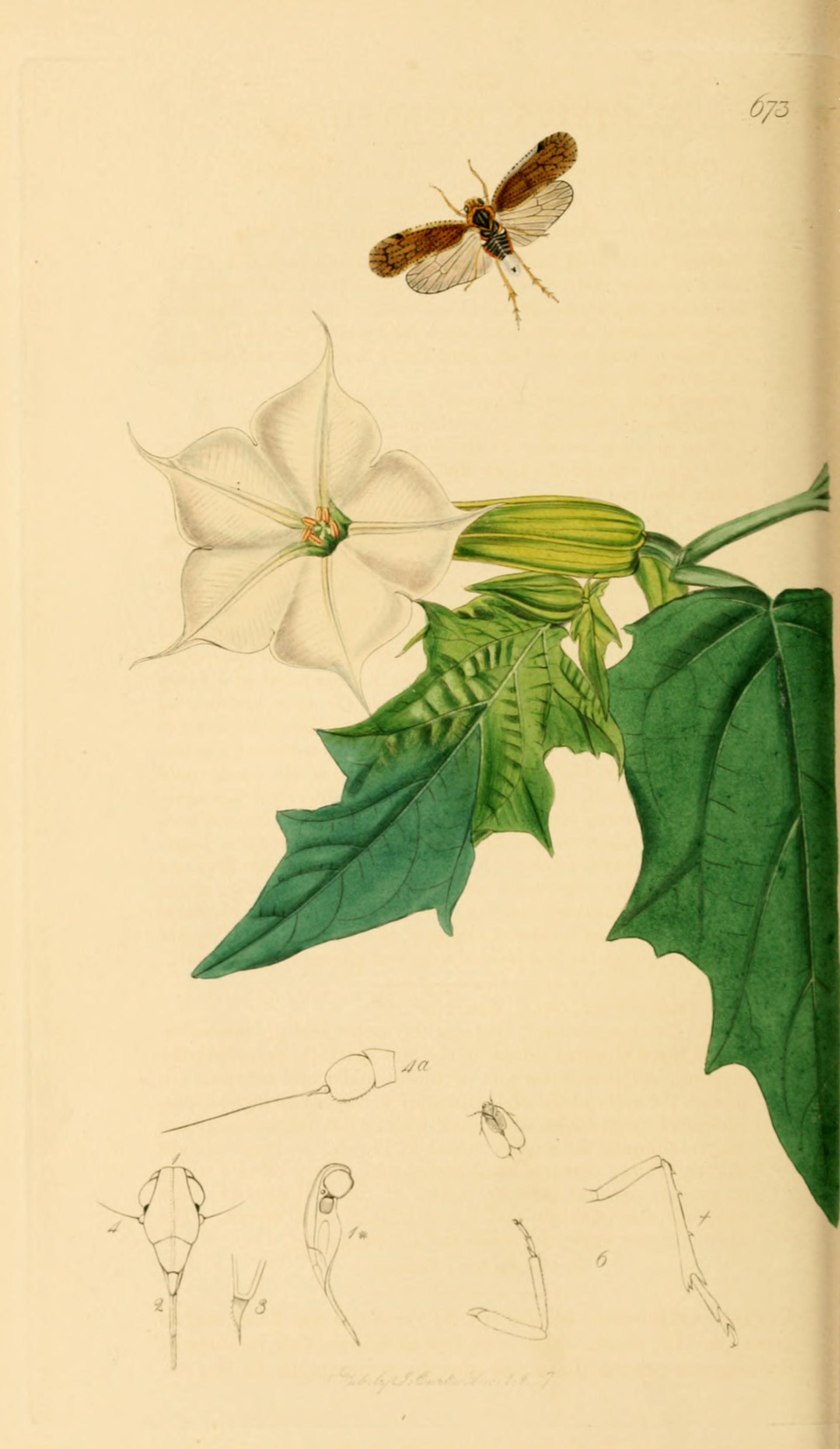 no full size  illustration available (3a)