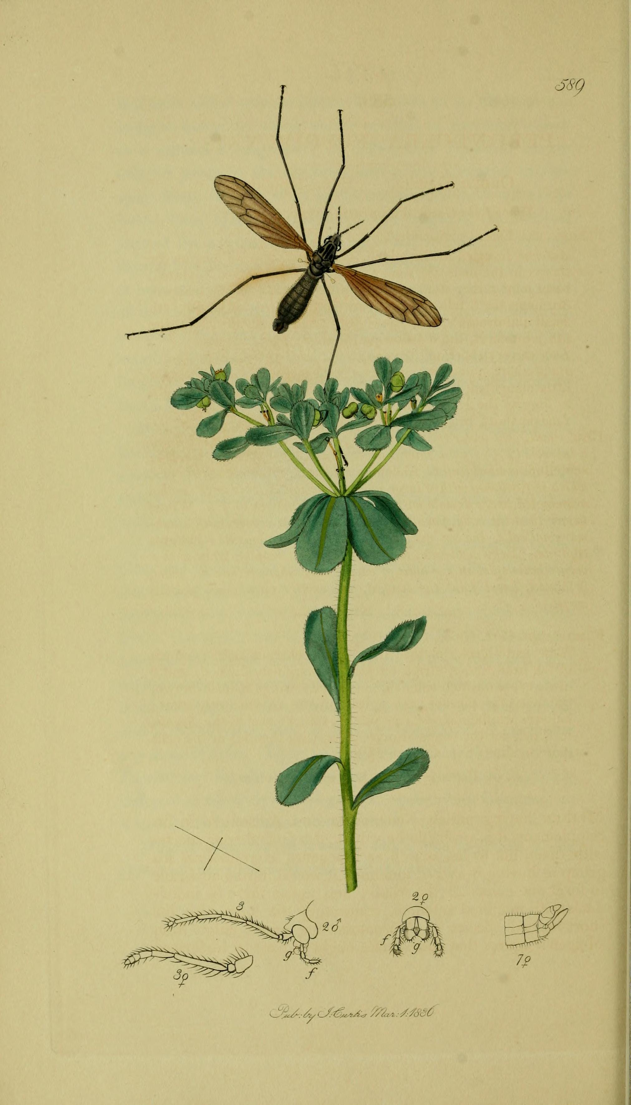 no full size  illustration available (3a)