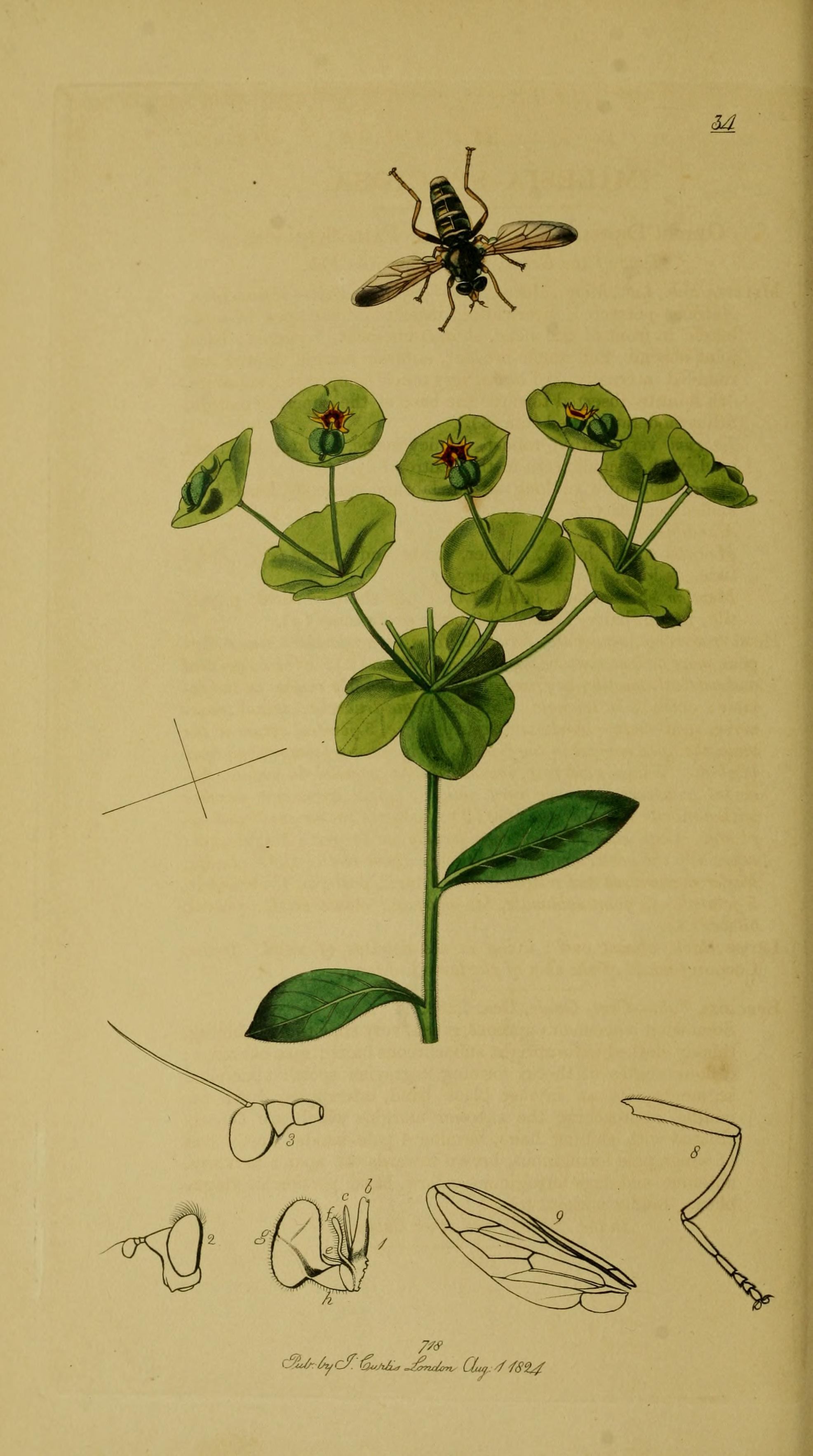 no full size  illustration available (3a)