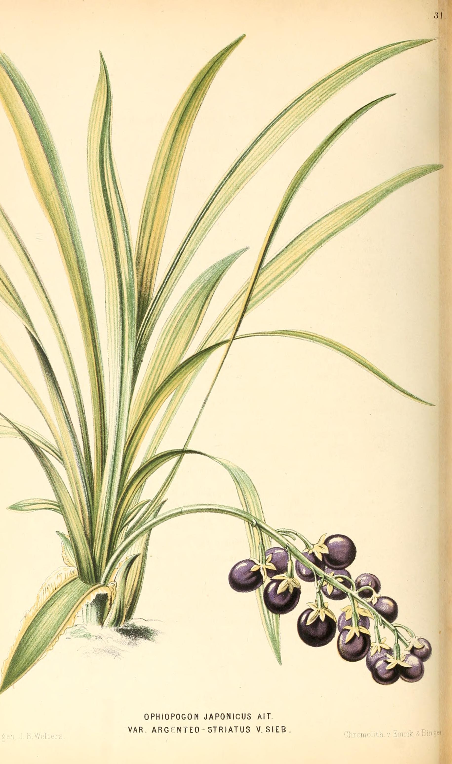 no full size  illustration available (3a)