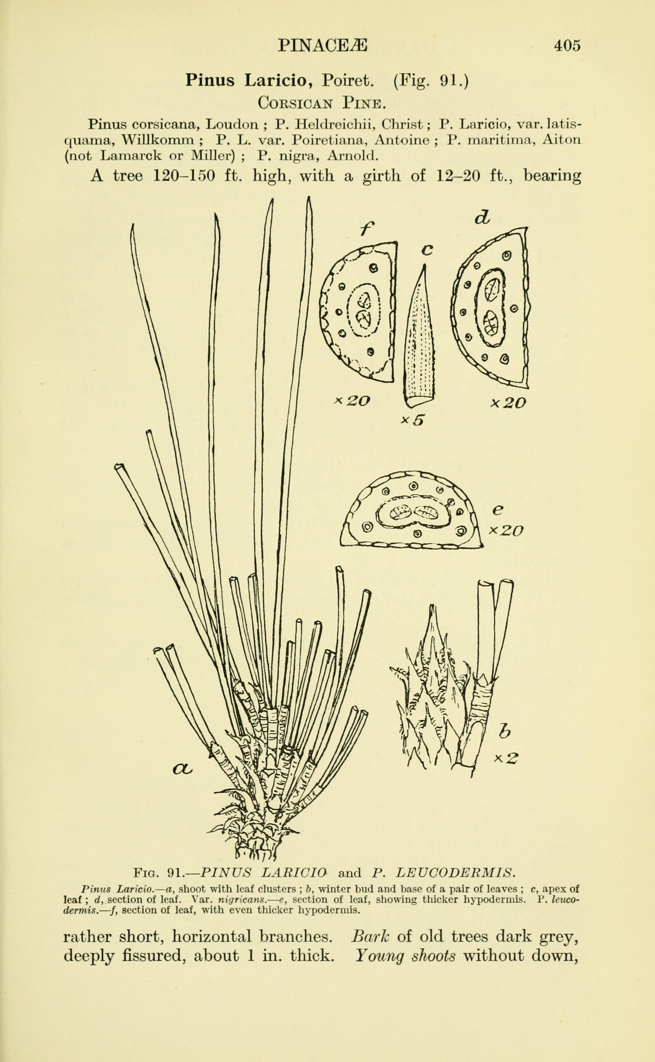 no full size  illustration available (3a)