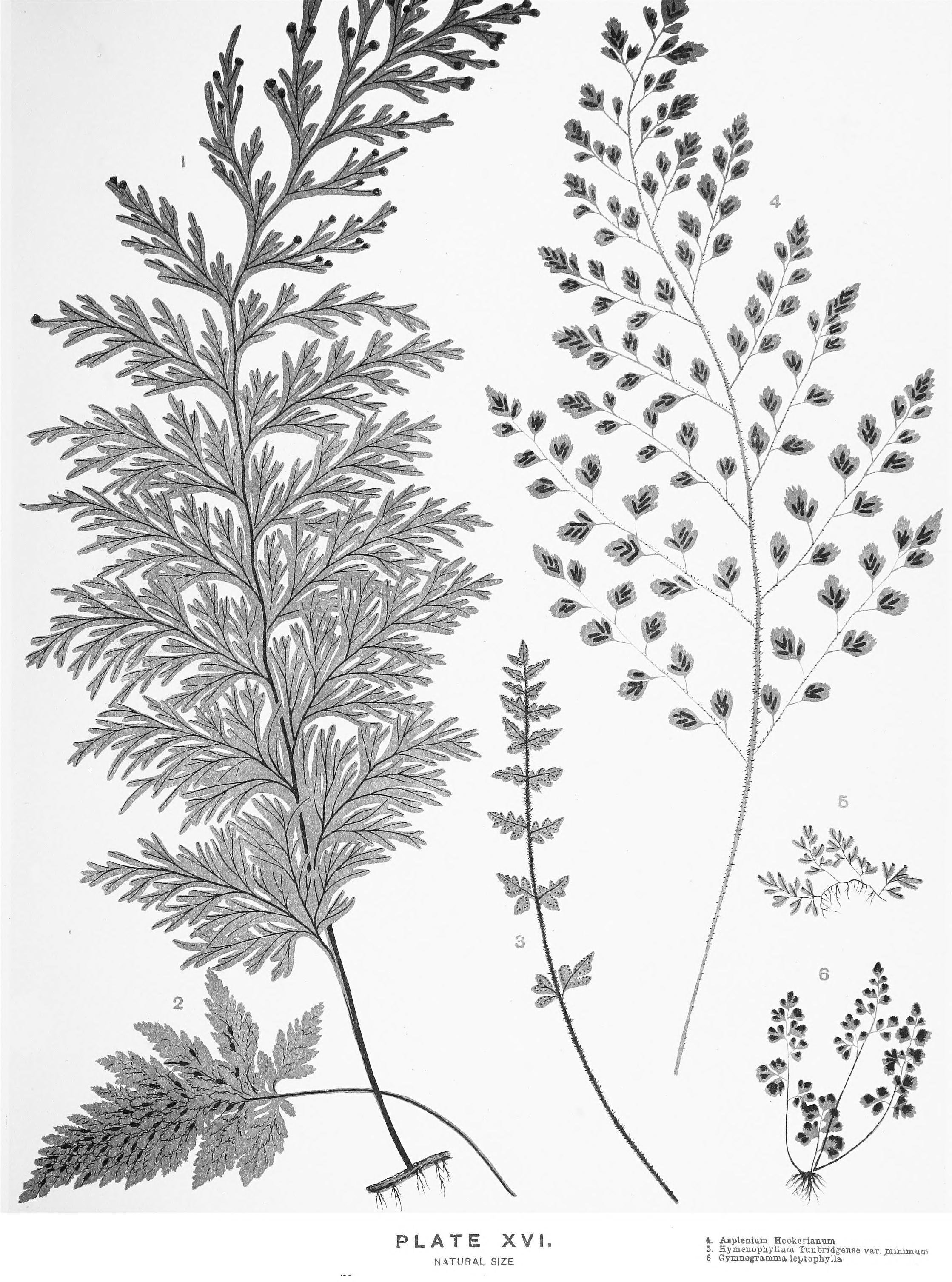 no full size  illustration available (3a)